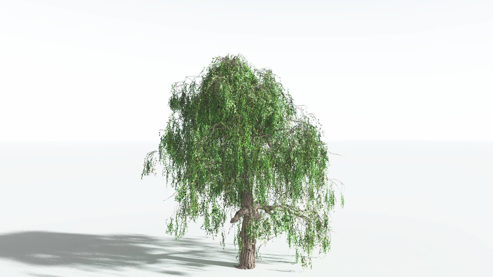 EVERYPlant Weeping Willow 1 --15 Models-- 3D model_13