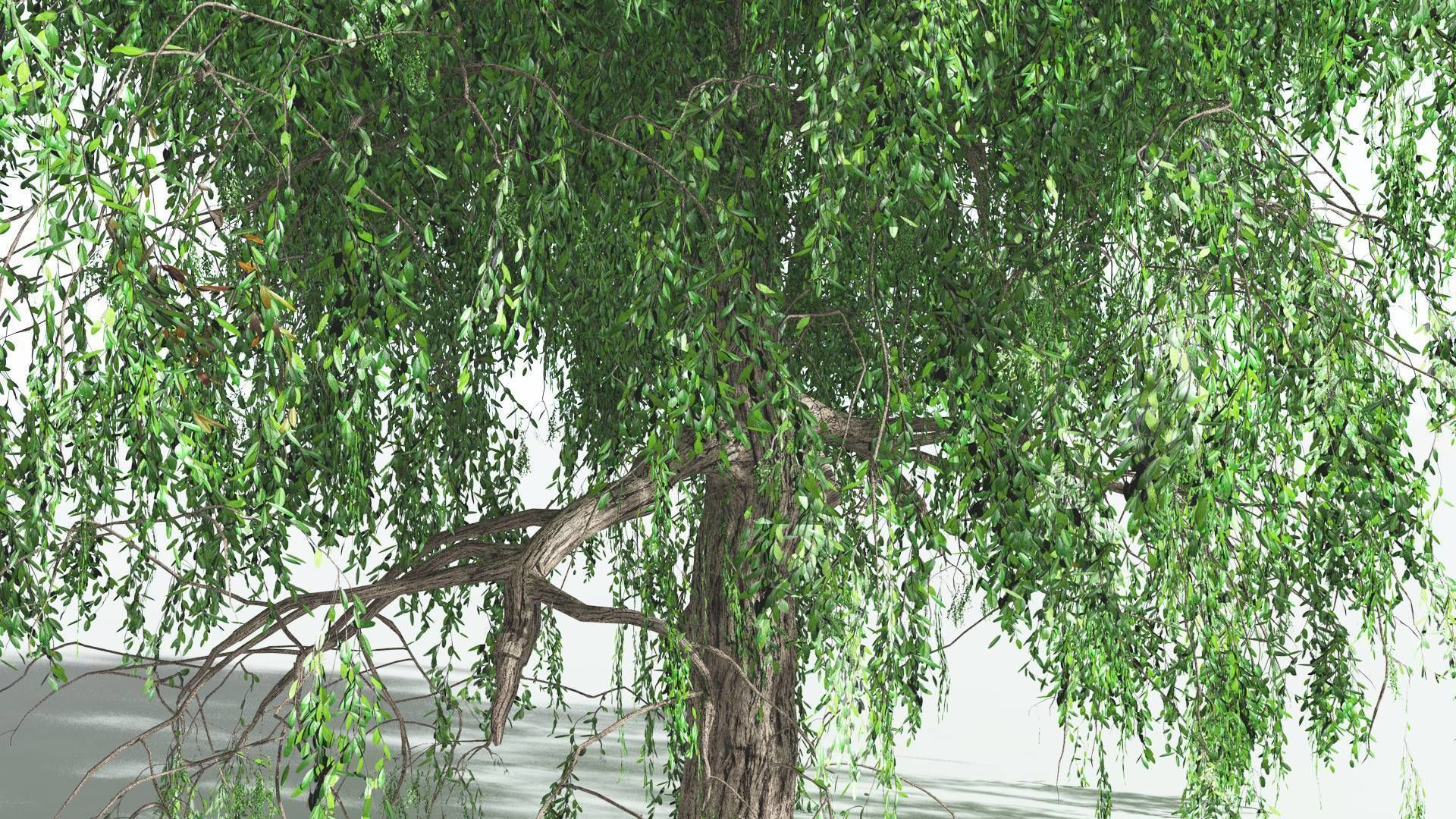 EVERYPlant Weeping Willow 1 --15 Models-- 3D model_4
