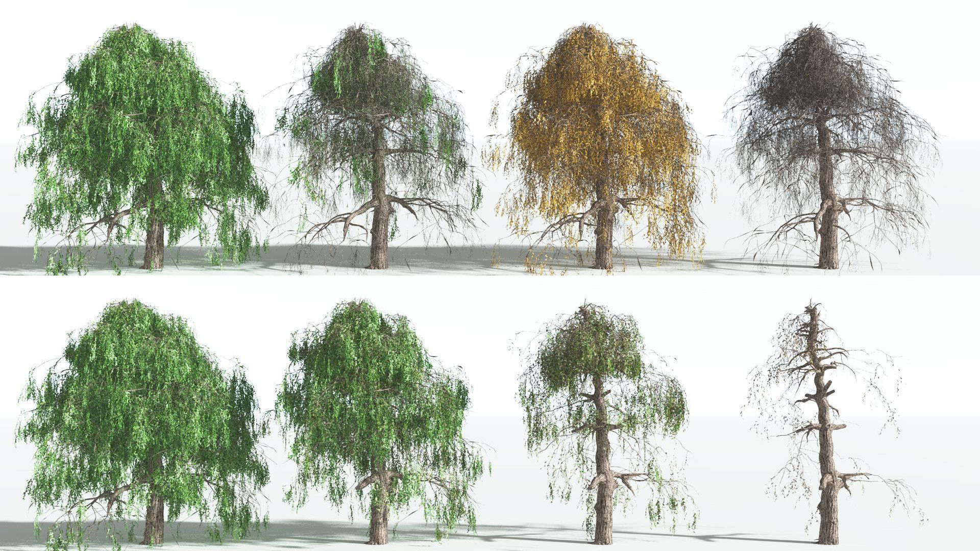 EVERYPlant Weeping Willow 1 --15 Models-- 3D model_1