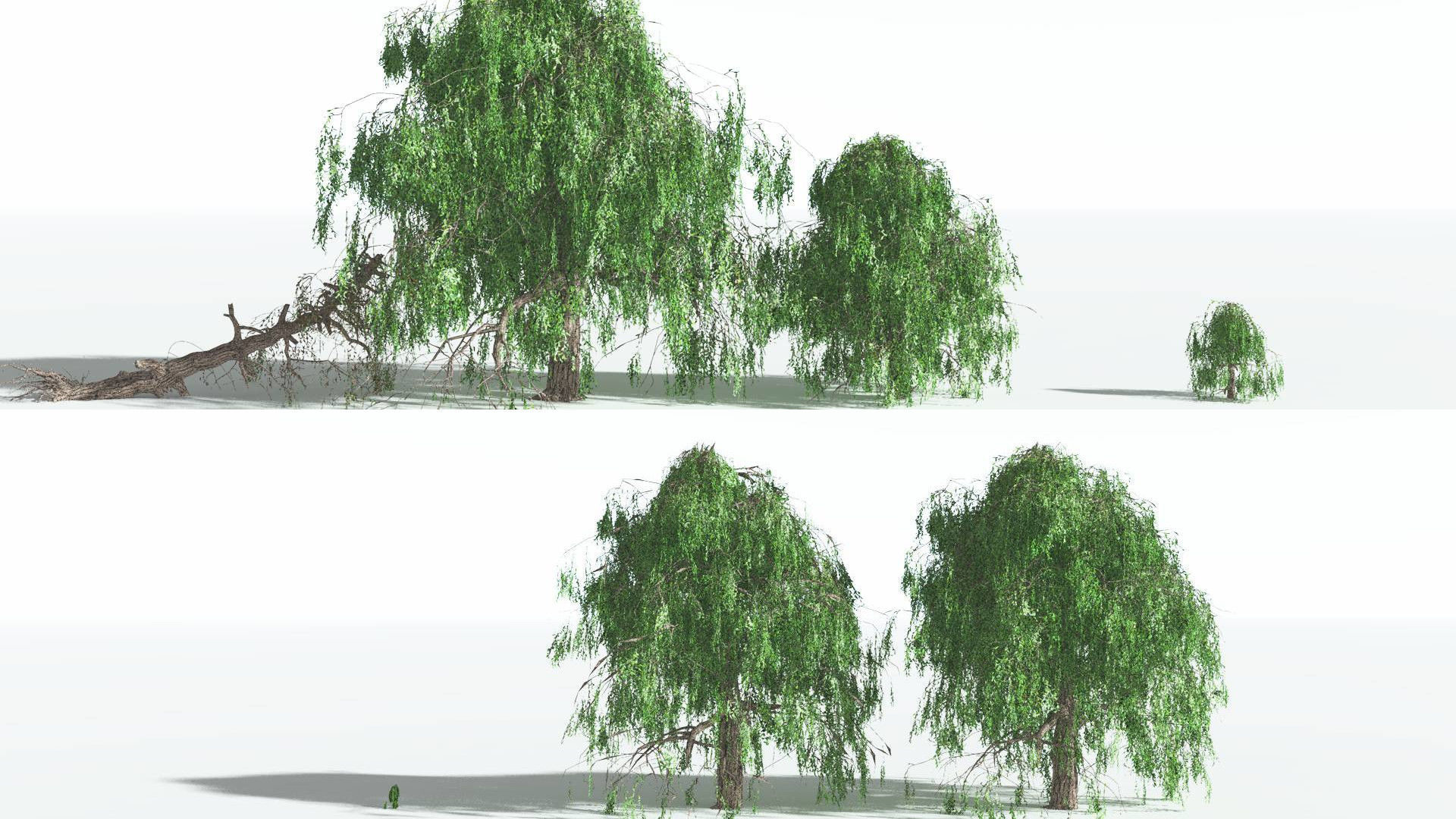 EVERYPlant Weeping Willow 1 --15 Models-- 3D model_2