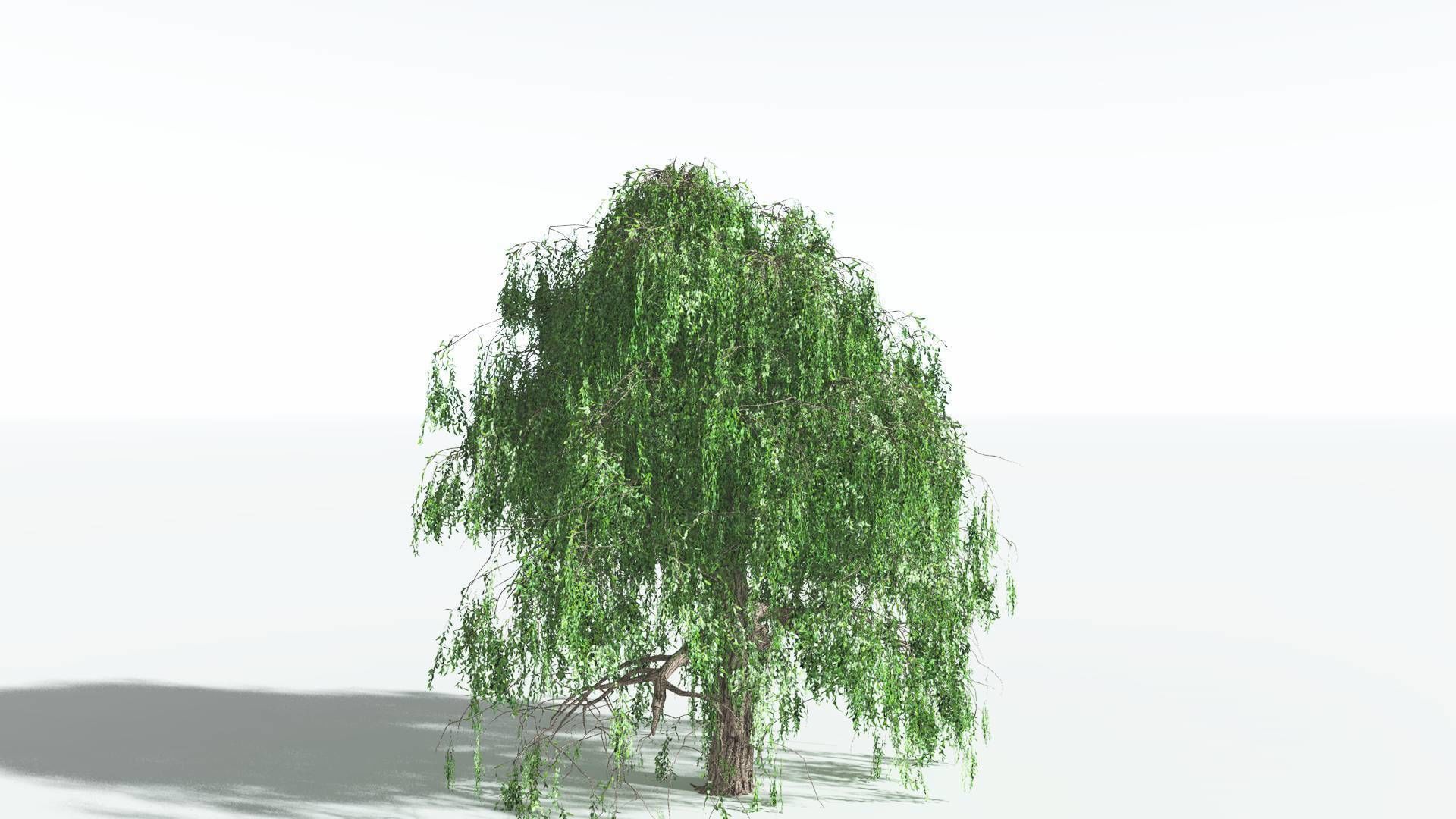 EVERYPlant Weeping Willow 1 --15 Models-- 3D model_11