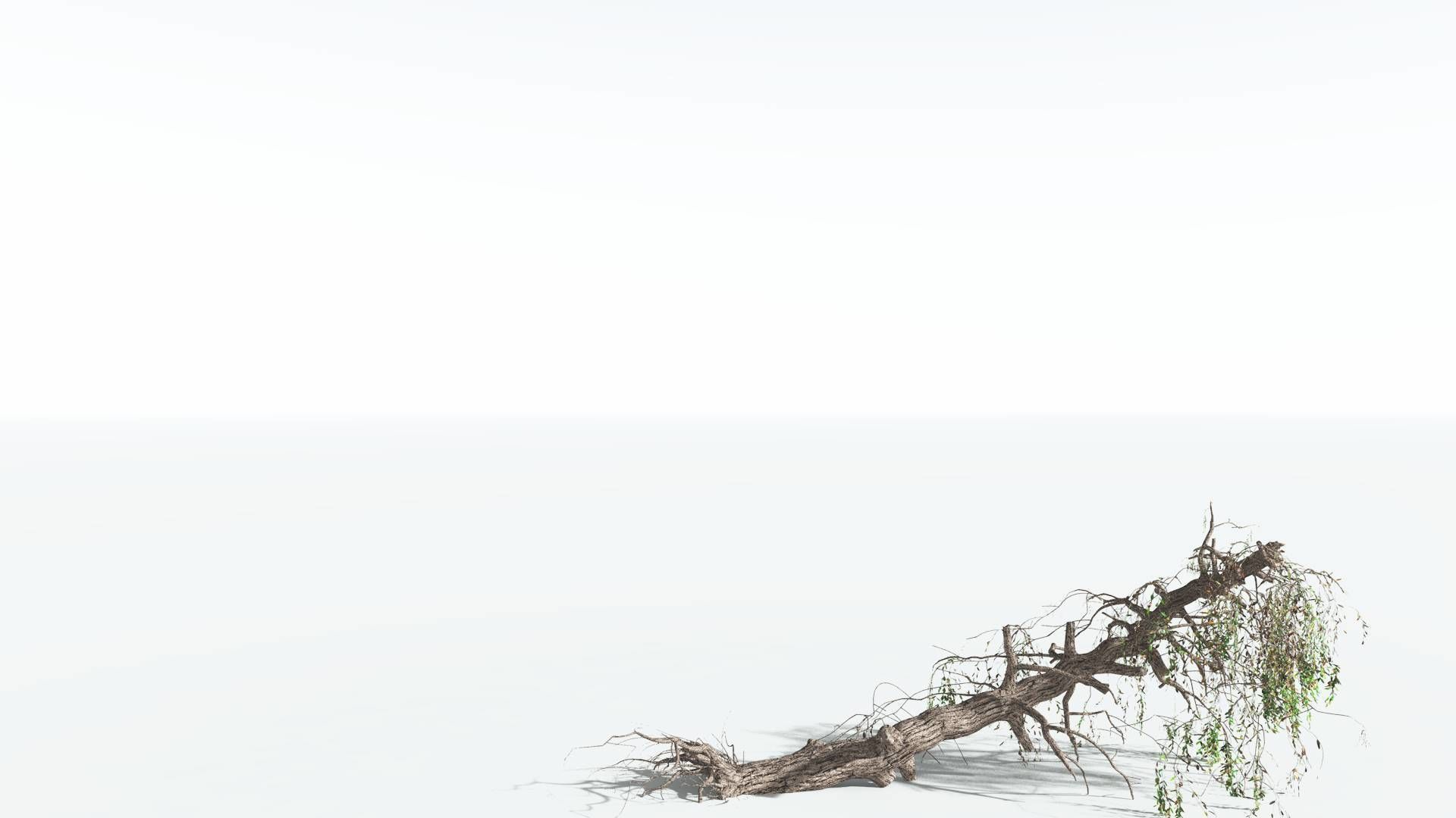 EVERYPlant Weeping Willow 1 --15 Models-- 3D model_19