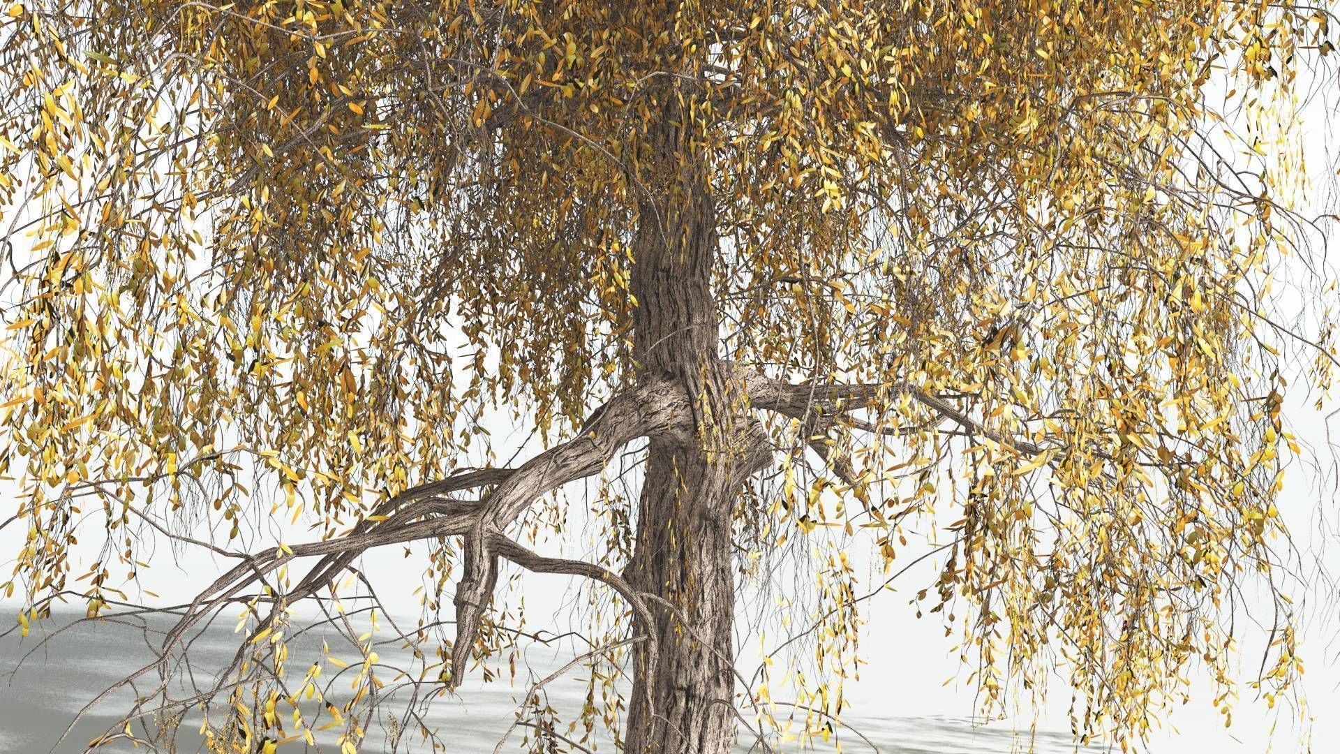 EVERYPlant Weeping Willow 1 --15 Models-- 3D model_8