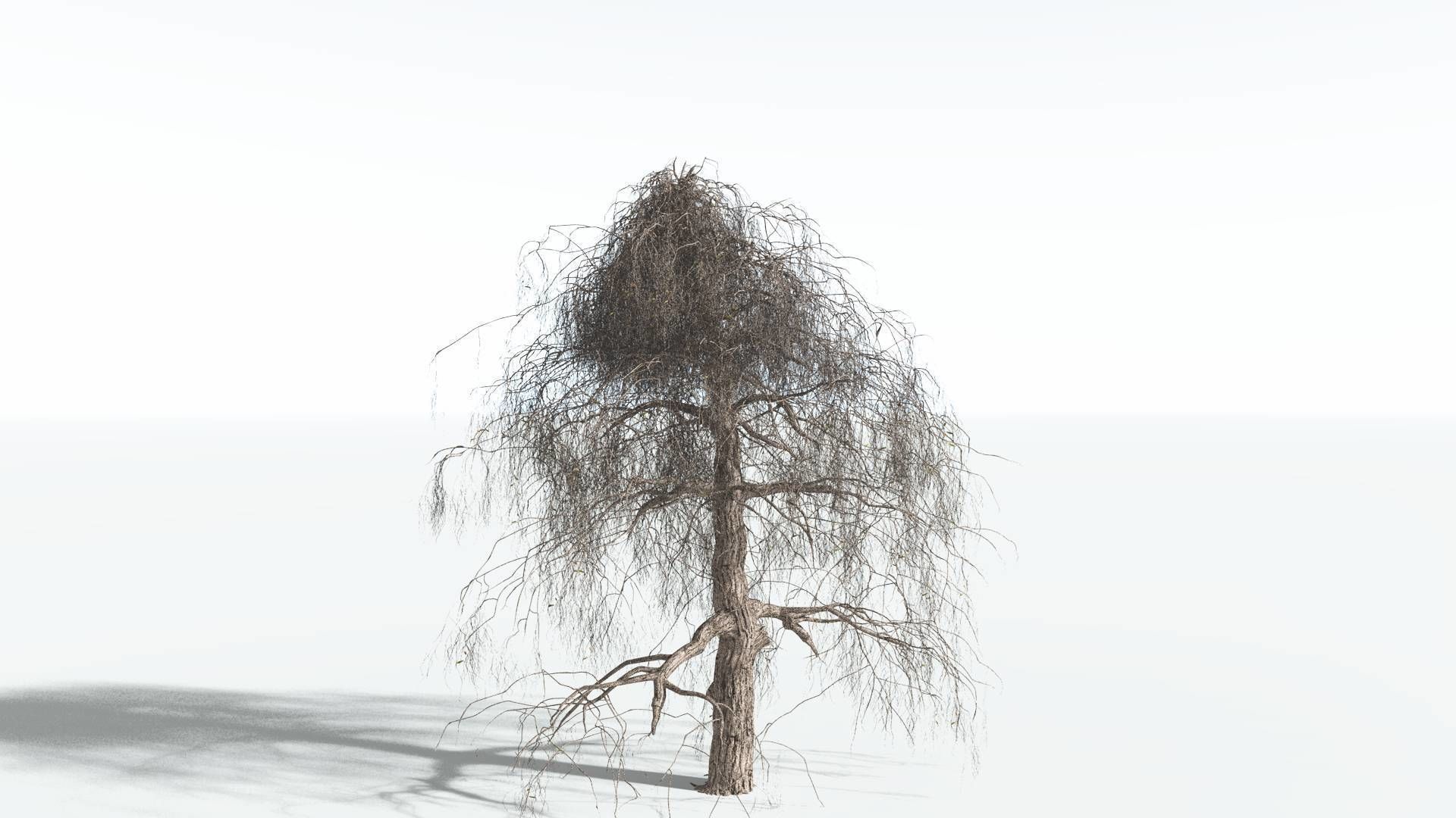 EVERYPlant Weeping Willow 1 --15 Models-- 3D model_9
