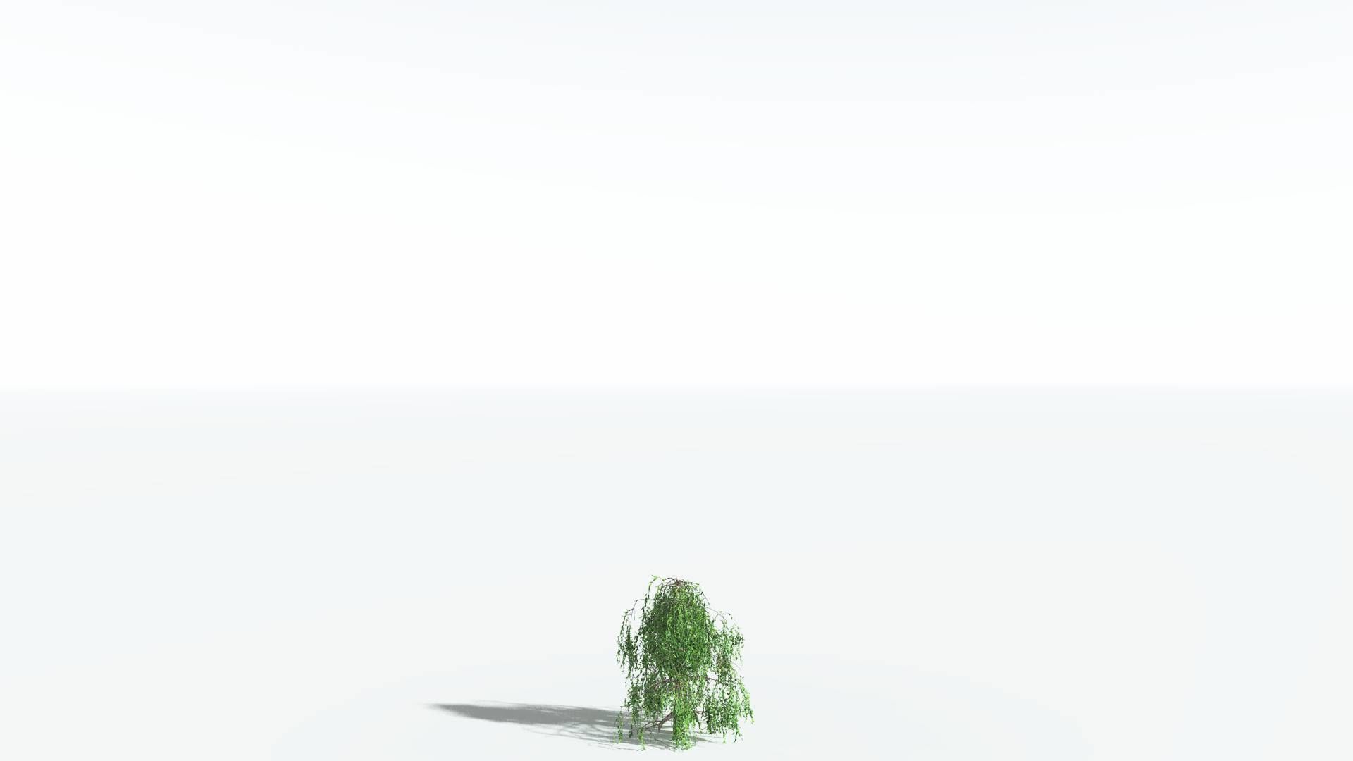 EVERYPlant Weeping Willow 1 --15 Models-- 3D model_25