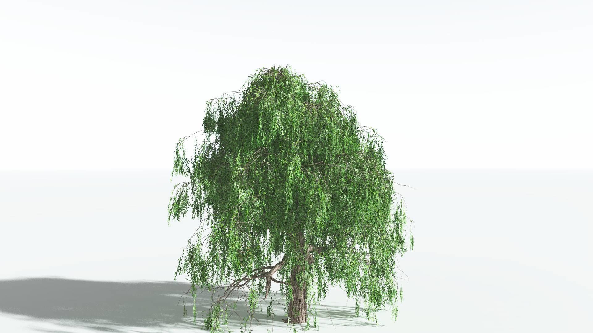 EVERYPlant Weeping Willow 1 --15 Models-- 3D model_3