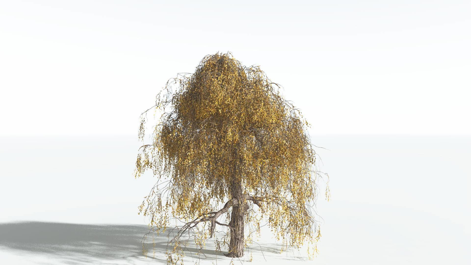 EVERYPlant Weeping Willow 1 --15 Models-- 3D model_7