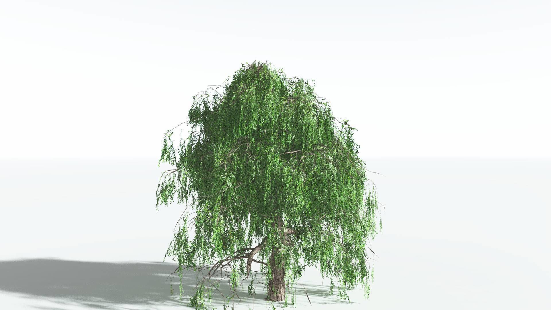 EVERYPlant Weeping Willow 1 --15 Models-- 3D model_29
