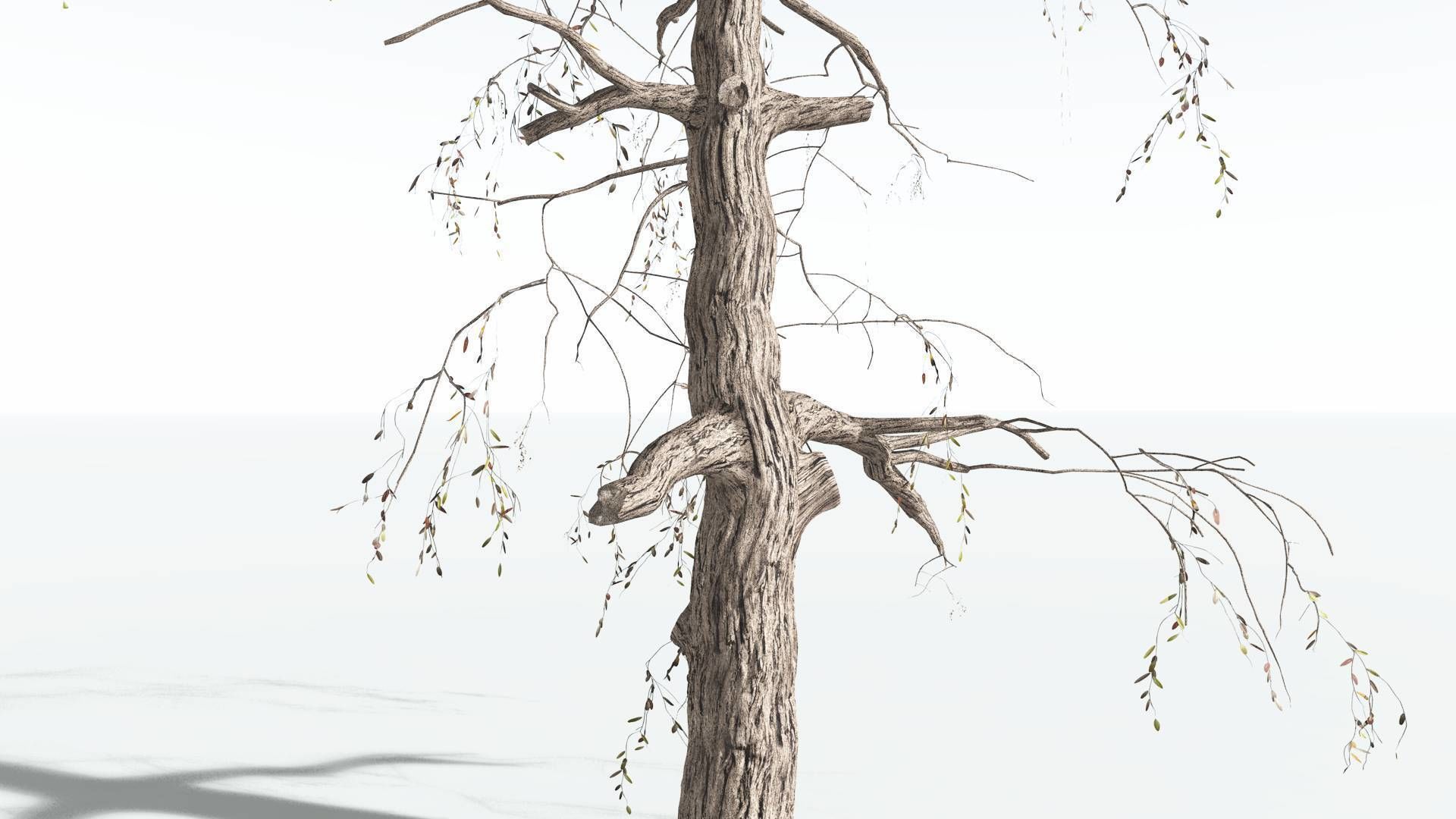 EVERYPlant Weeping Willow 1 --15 Models-- 3D model_18
