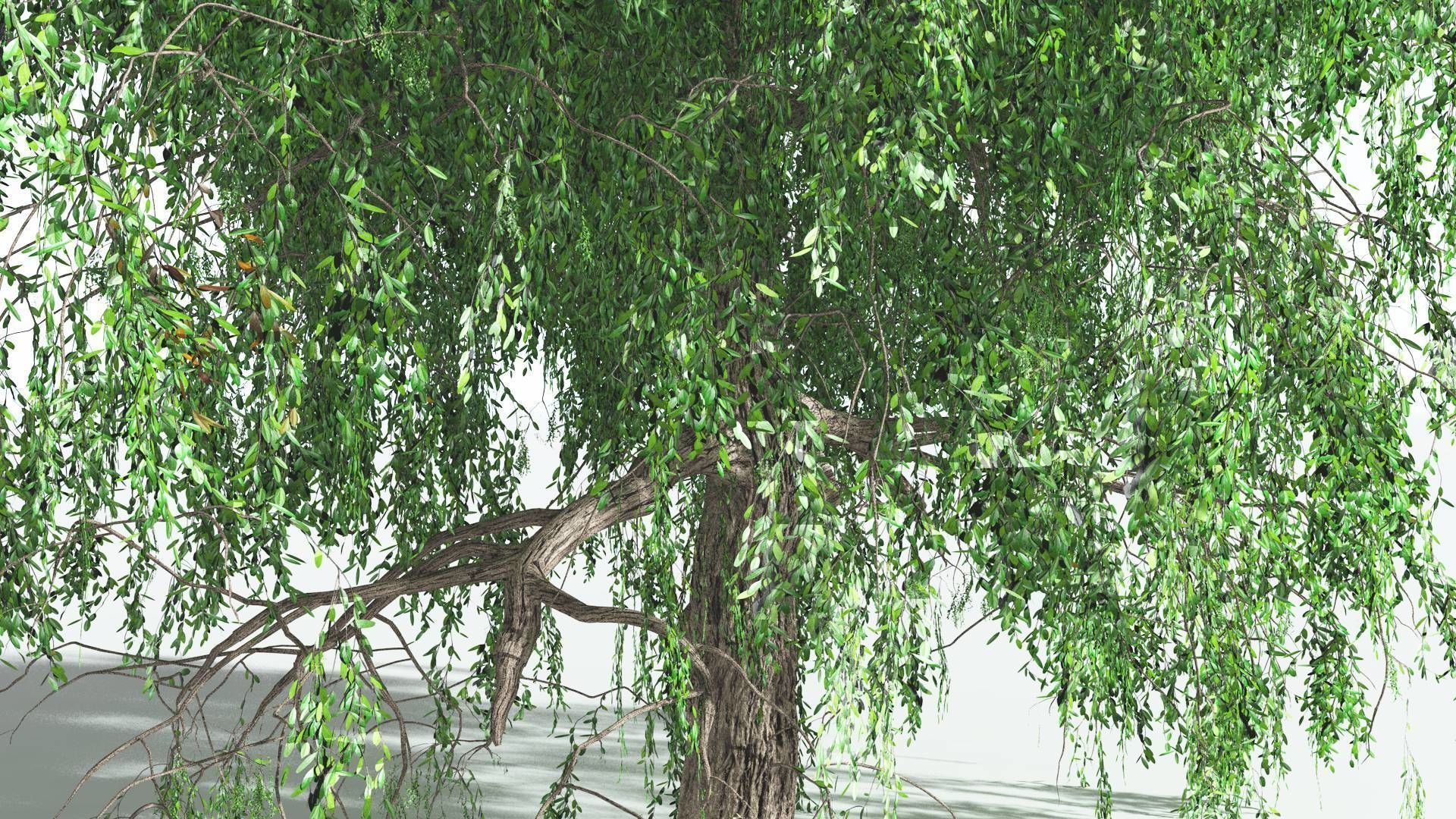 EVERYPlant Weeping Willow 1 --15 Models-- 3D model_32