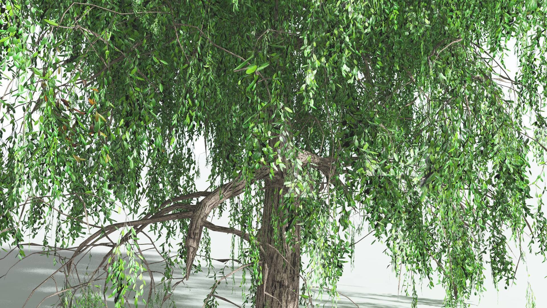 EVERYPlant Weeping Willow 1 --15 Models-- 3D model_30