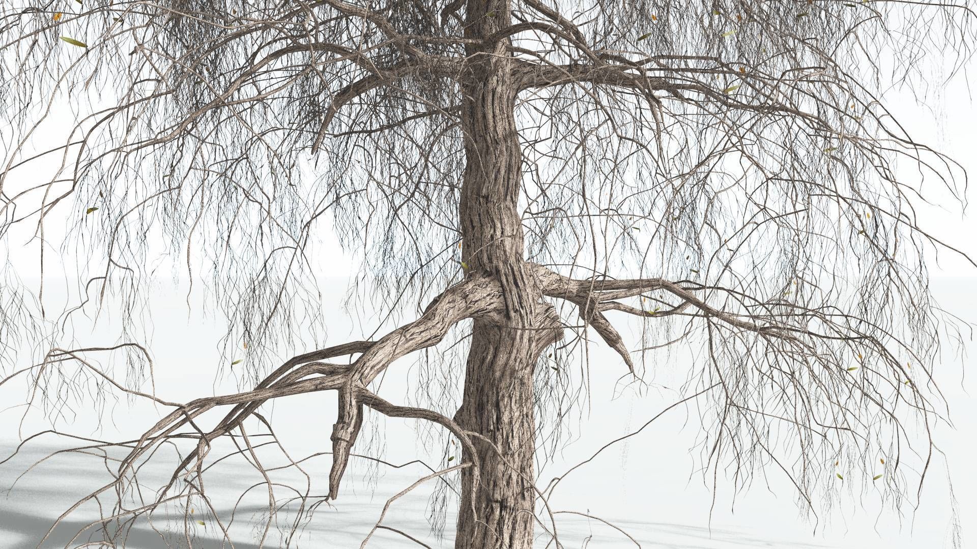EVERYPlant Weeping Willow 1 --15 Models-- 3D model_10