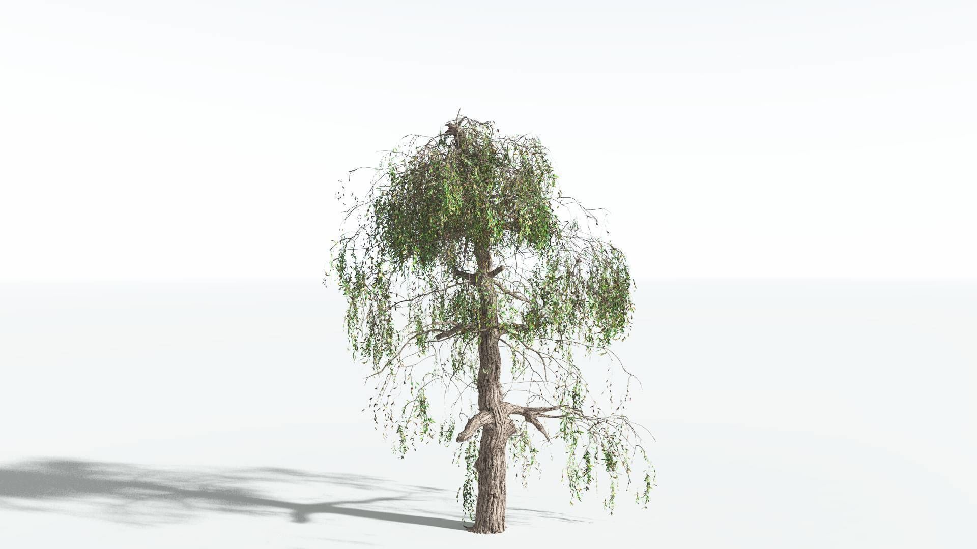 EVERYPlant Weeping Willow 1 --15 Models-- 3D model_15
