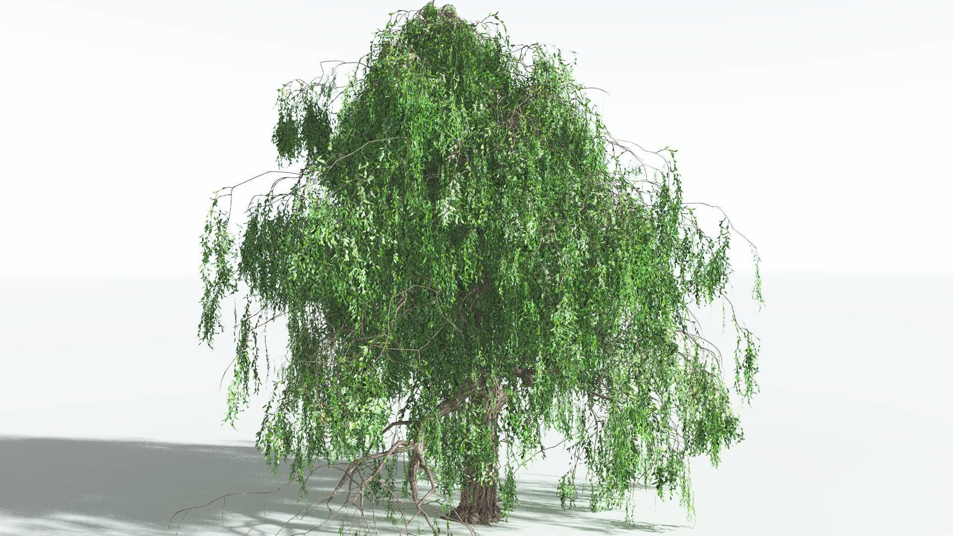 EVERYPlant Weeping Willow 1 --15 Models-- 3D model_21