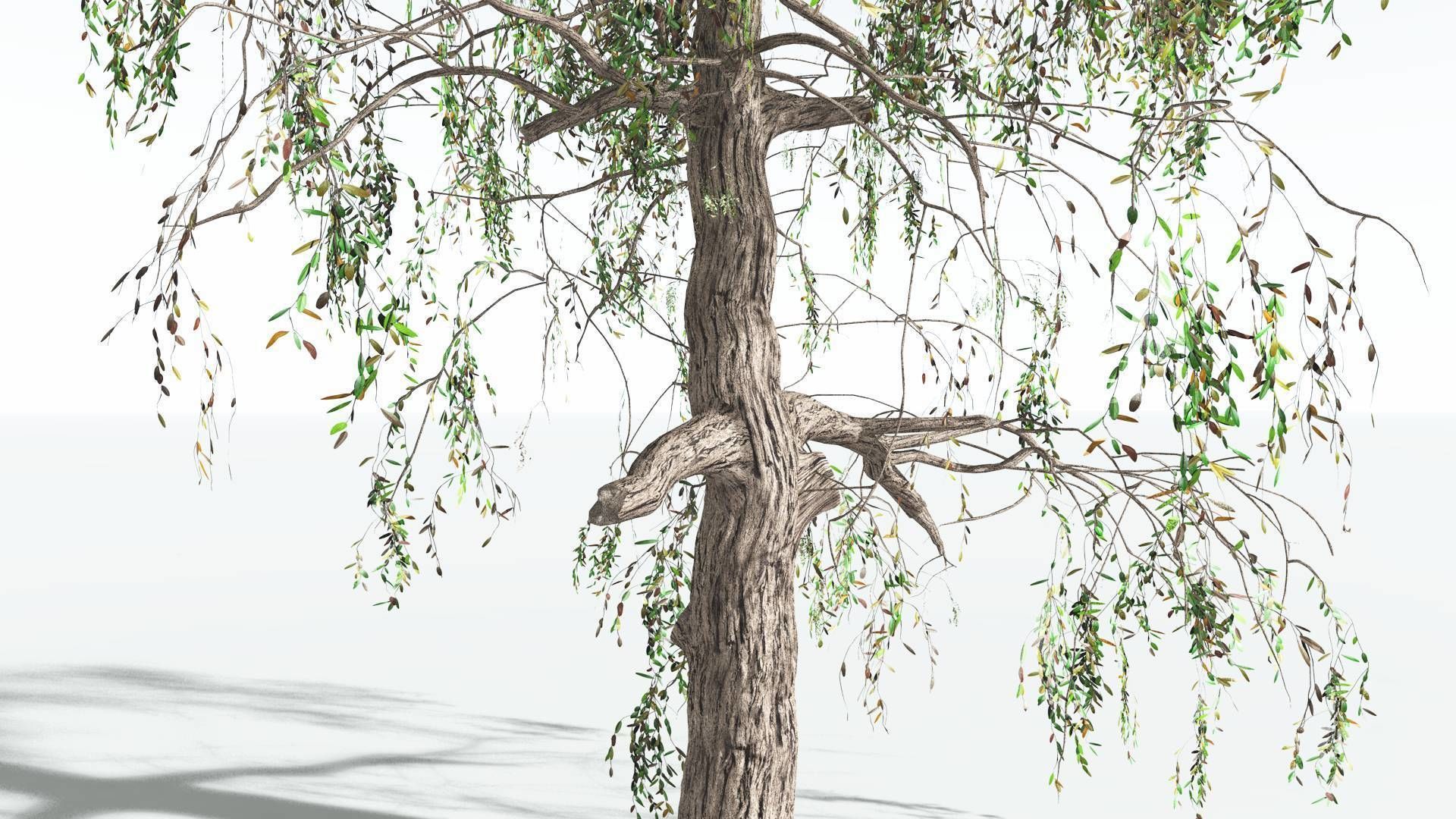 EVERYPlant Weeping Willow 1 --15 Models-- 3D model_16