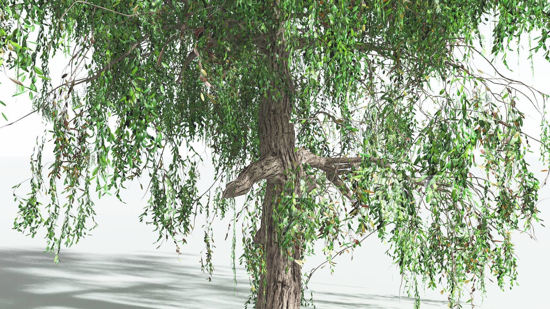 EVERYPlant Weeping Willow 1 --15 Models-- 3D model_14