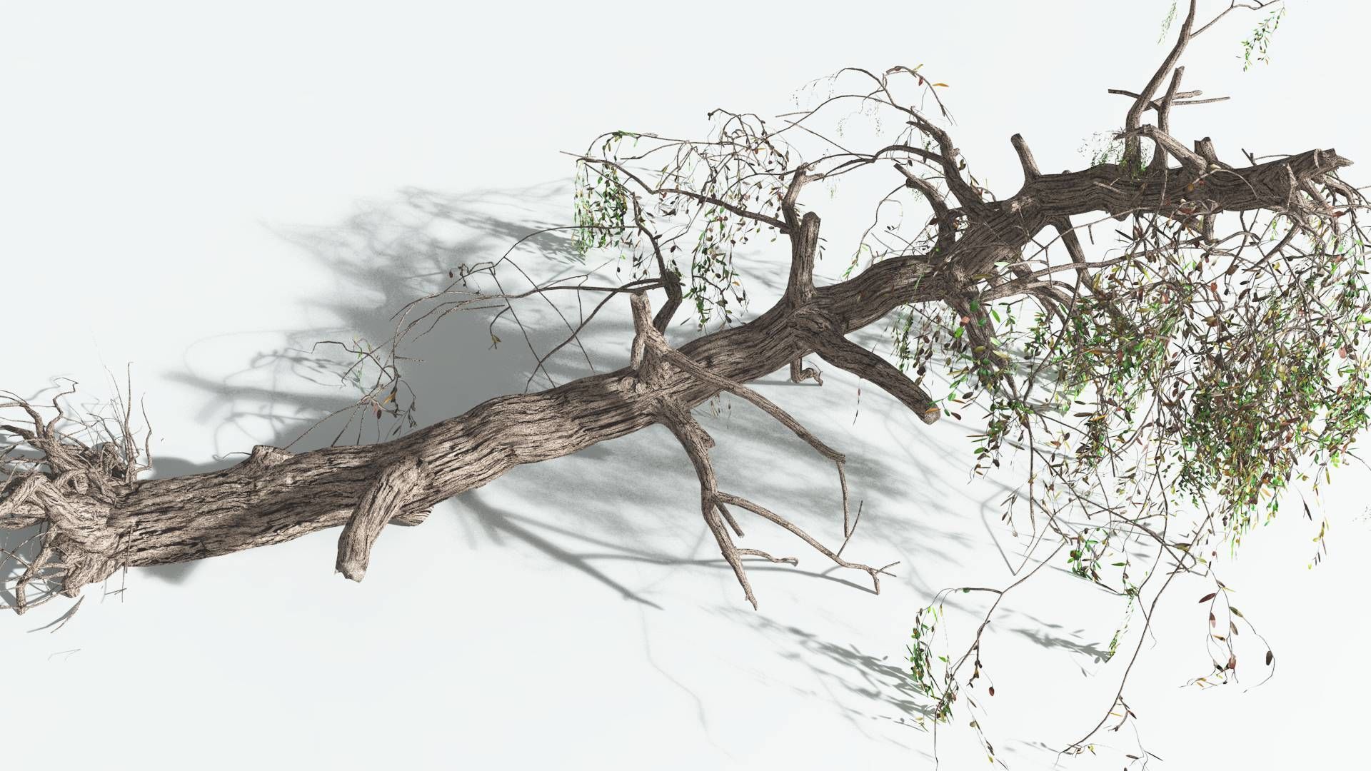 EVERYPlant Weeping Willow 1 --15 Models-- 3D model_20
