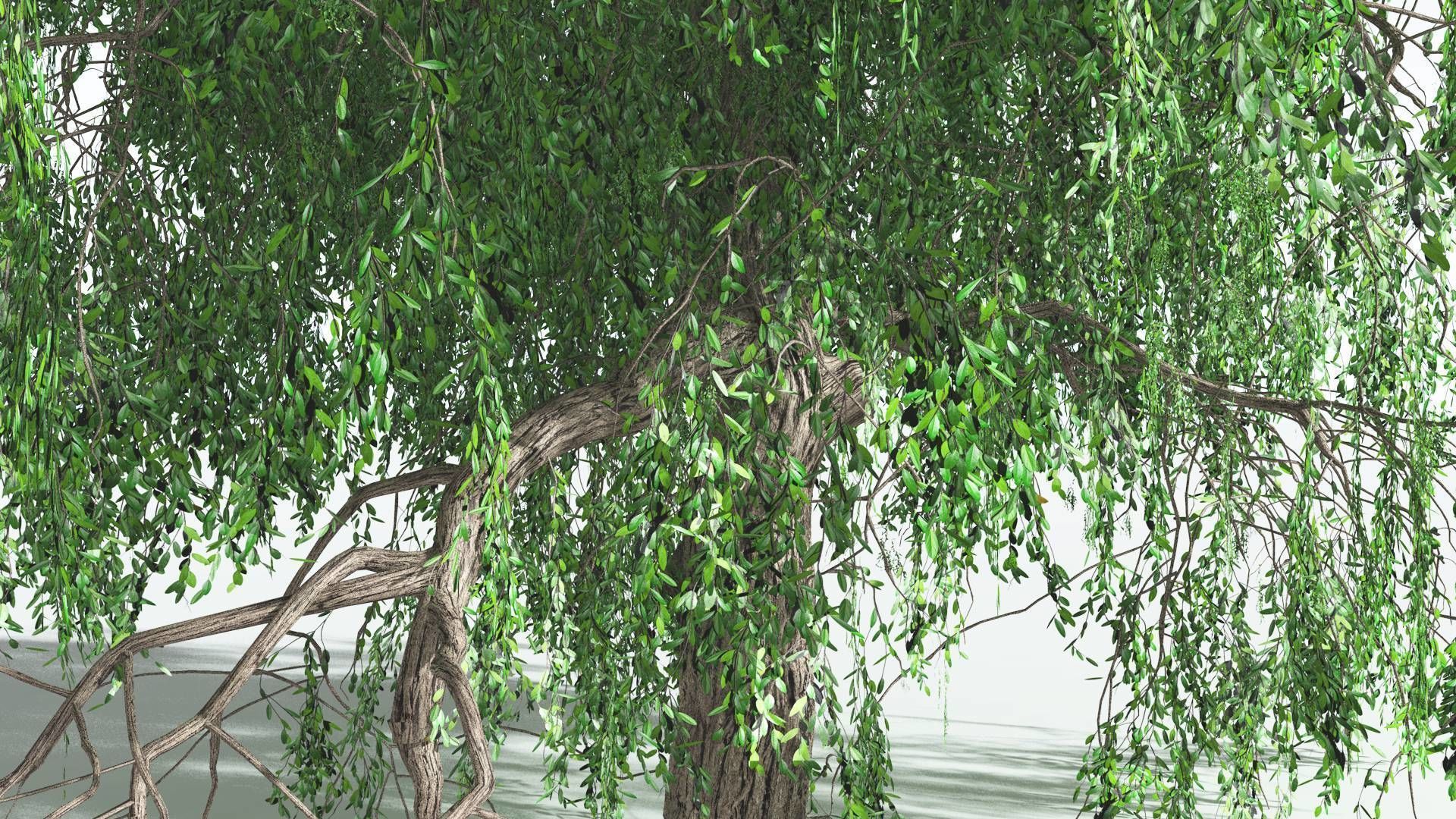 EVERYPlant Weeping Willow 1 --15 Models-- 3D model_22