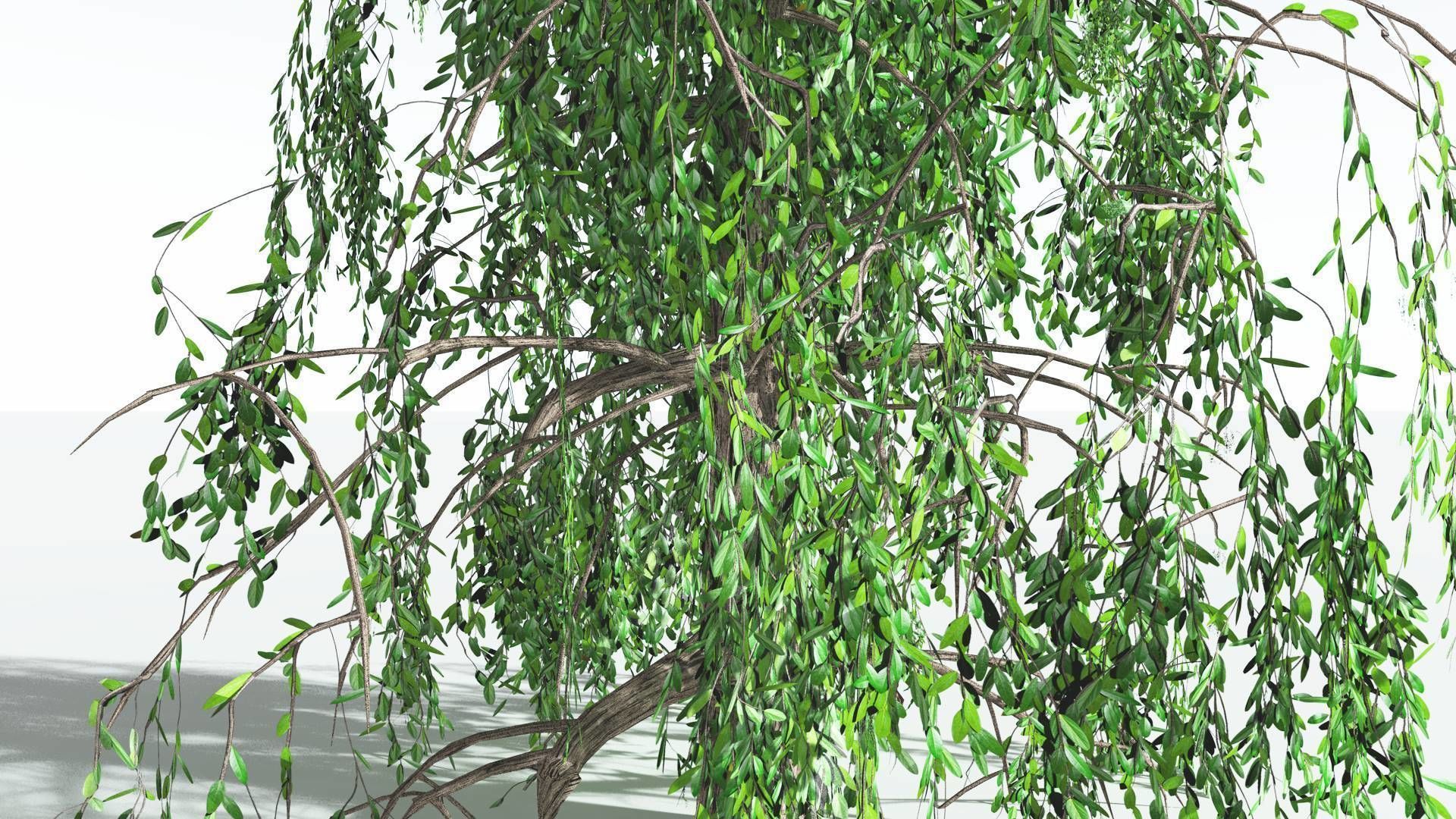 EVERYPlant Weeping Willow 1 --15 Models-- 3D model_26