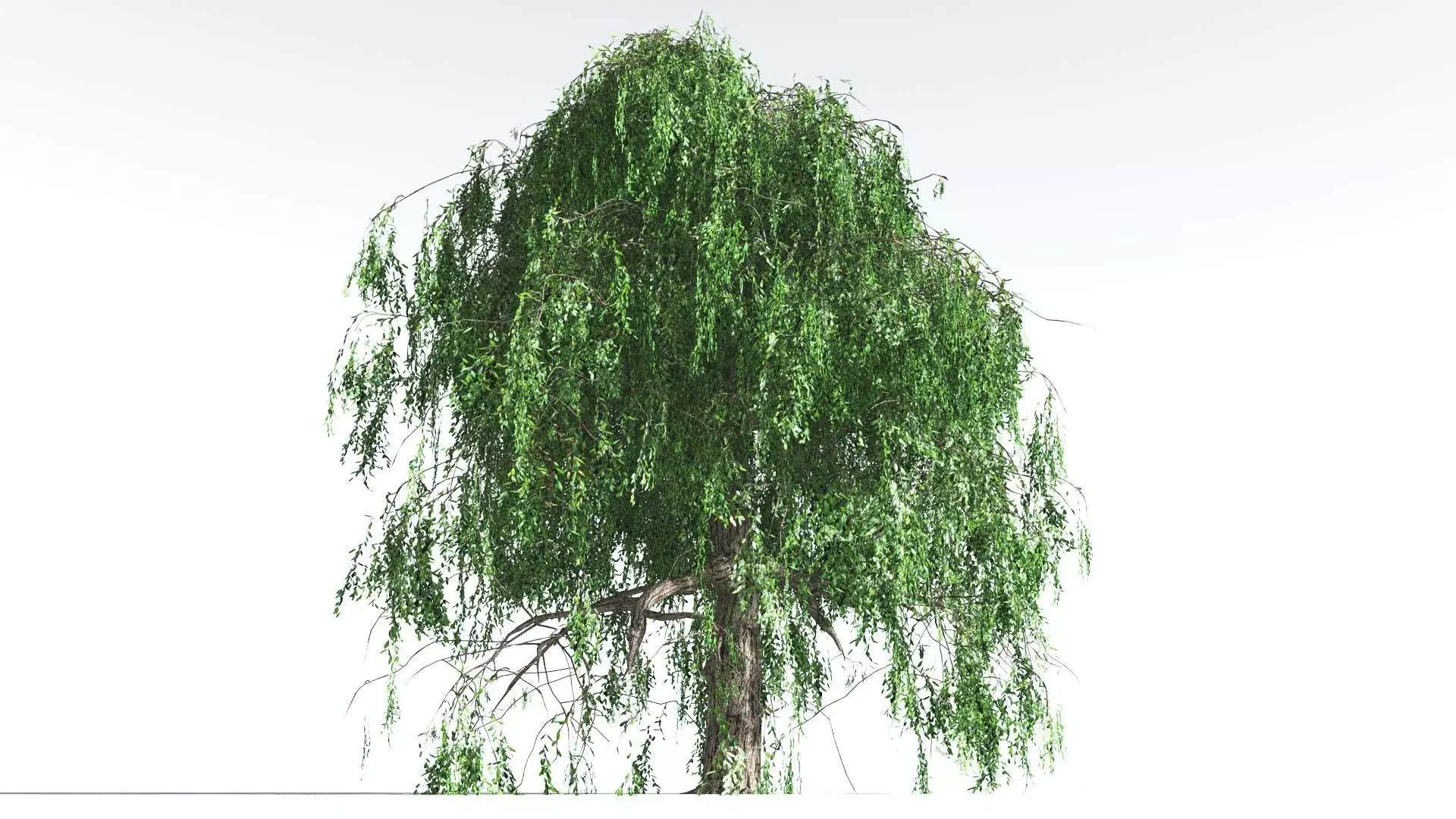 EVERYPlant Weeping Willow 1 --15 Models-- 3D model_0