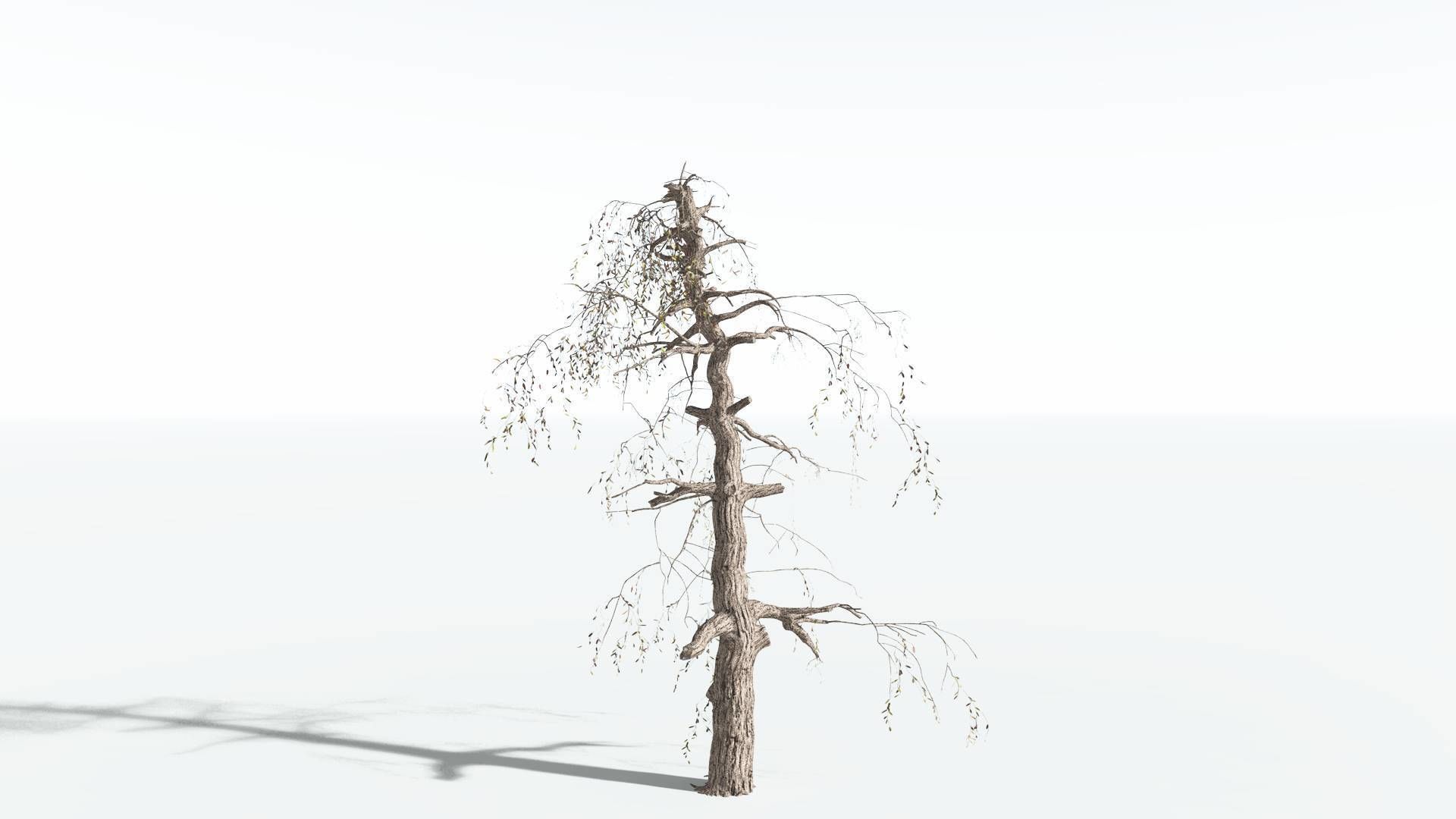 EVERYPlant Weeping Willow 1 --15 Models-- 3D model_17