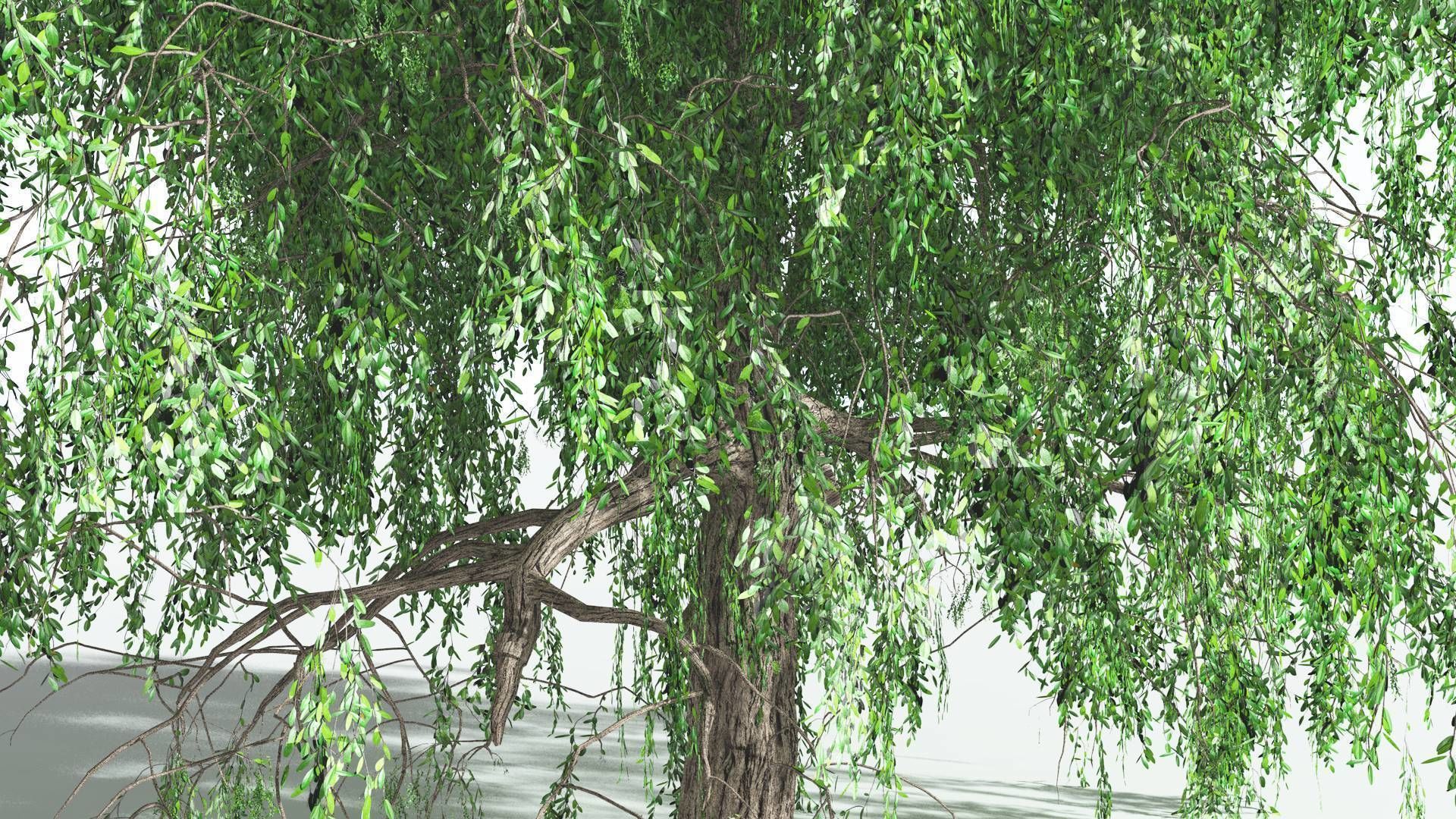 EVERYPlant Weeping Willow 1 --15 Models-- 3D model_12