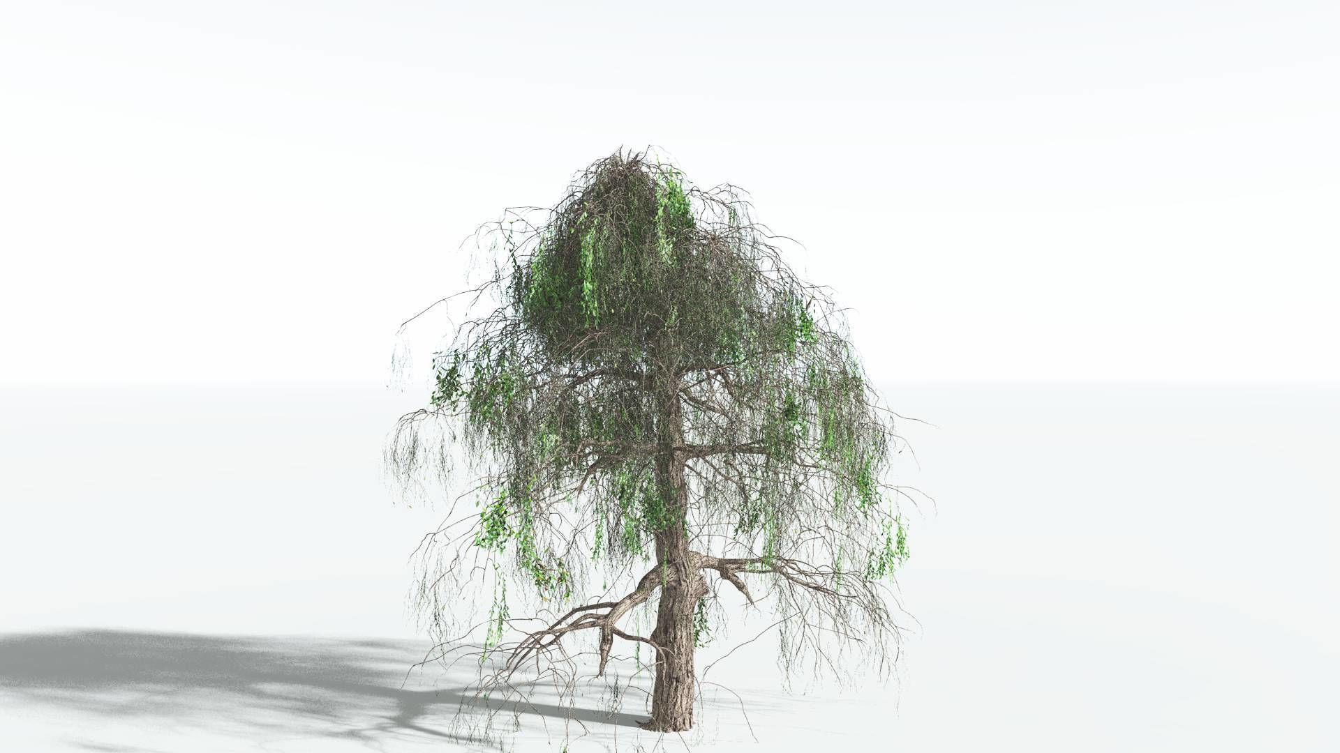 EVERYPlant Weeping Willow 1 --15 Models-- 3D model_5
