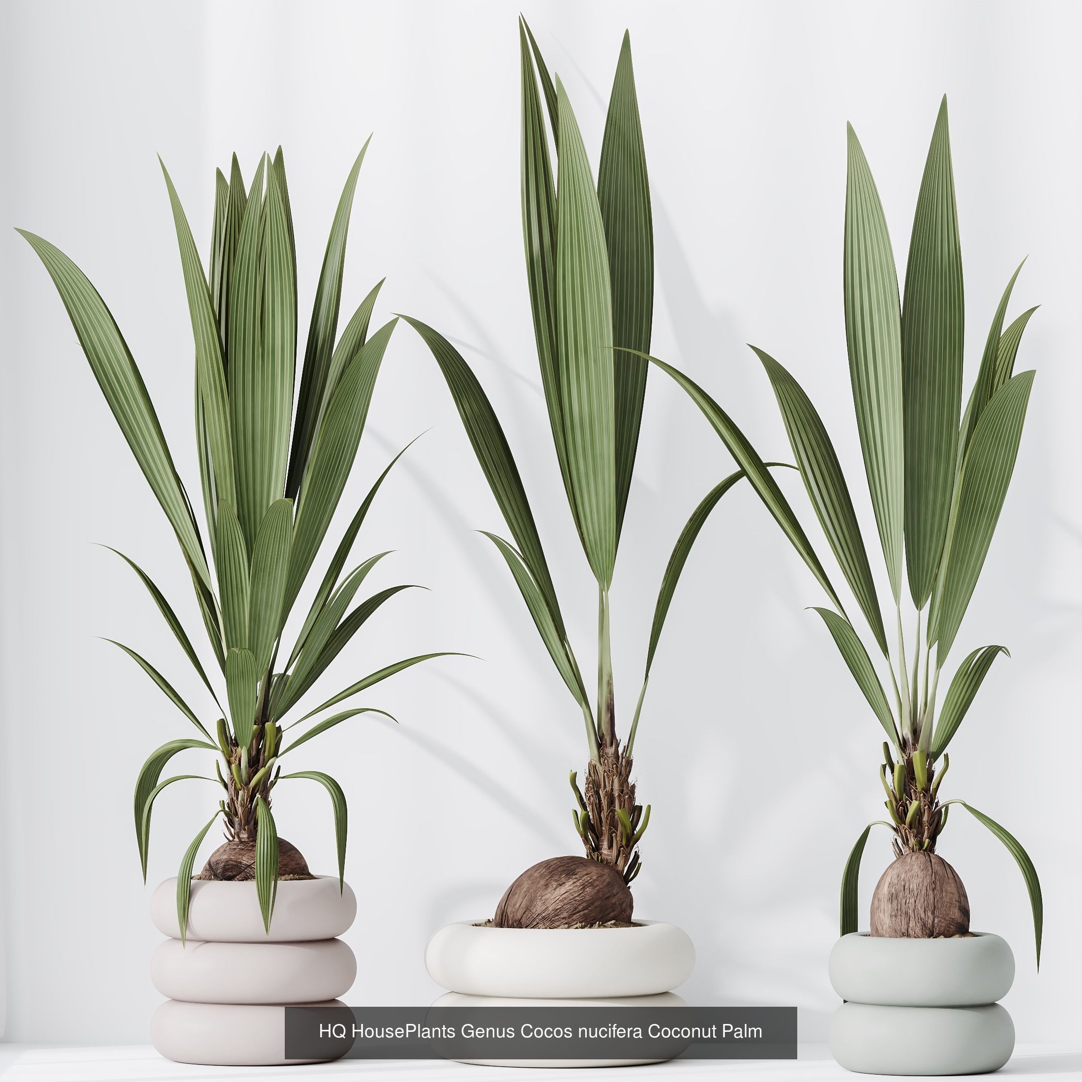 6 Different SETS of Plant Indoor SET VOL128 3D Model Collection_2