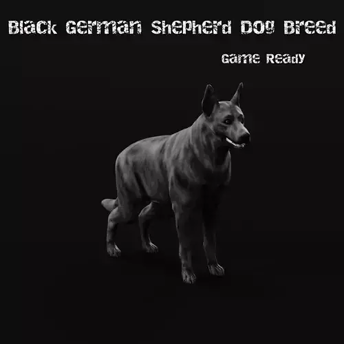 Black German Shepherd Dog Breed