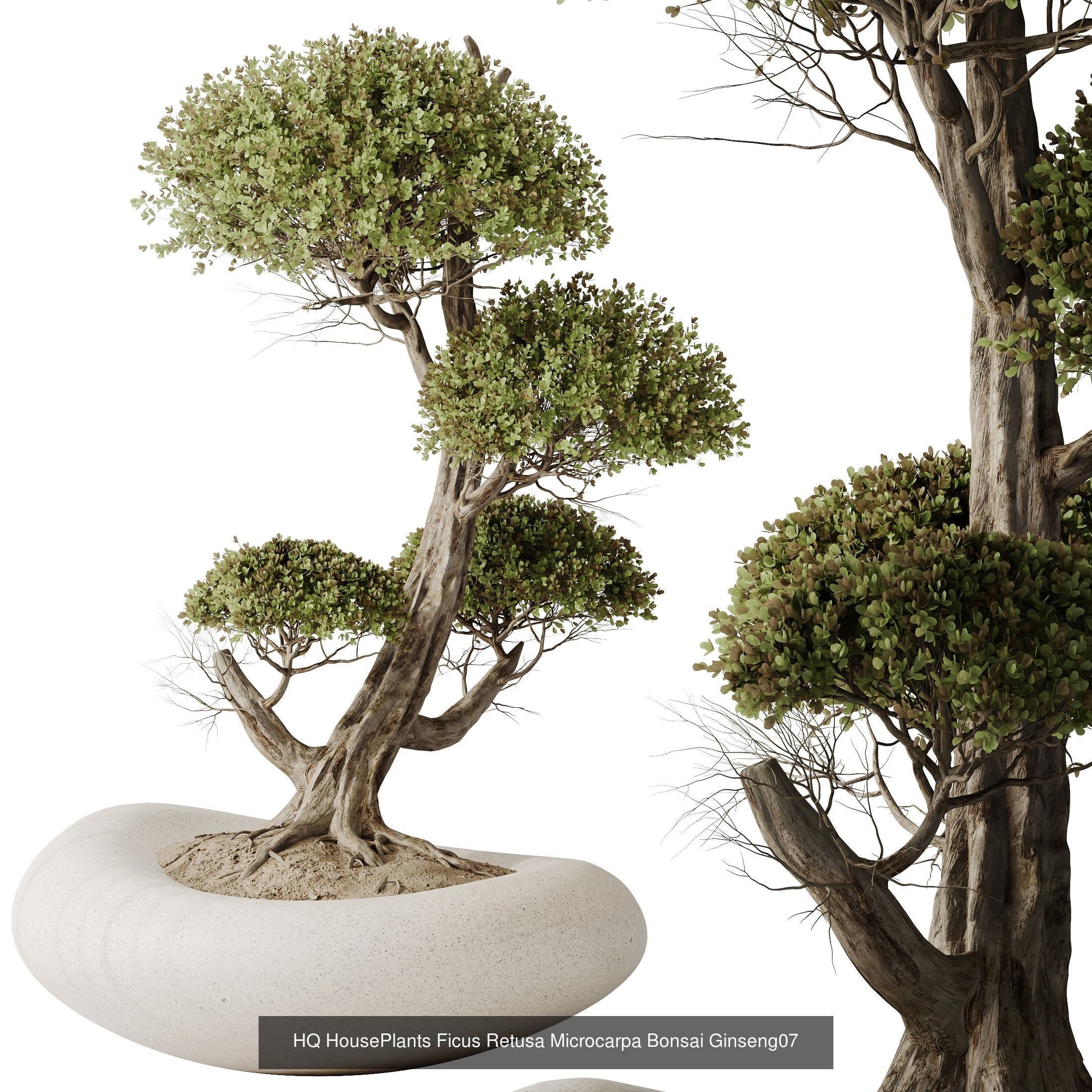 6 Different SETS of Plant Indoor SET VOL130 3D Model Collection_3