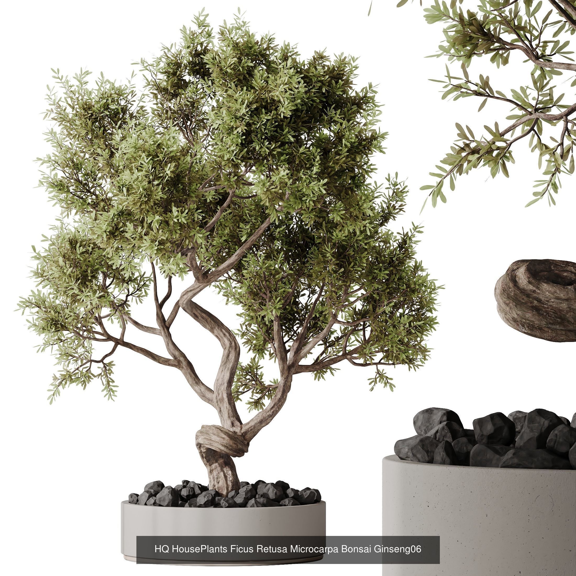 6 Different SETS of Plant Indoor SET VOL130 3D Model Collection_4