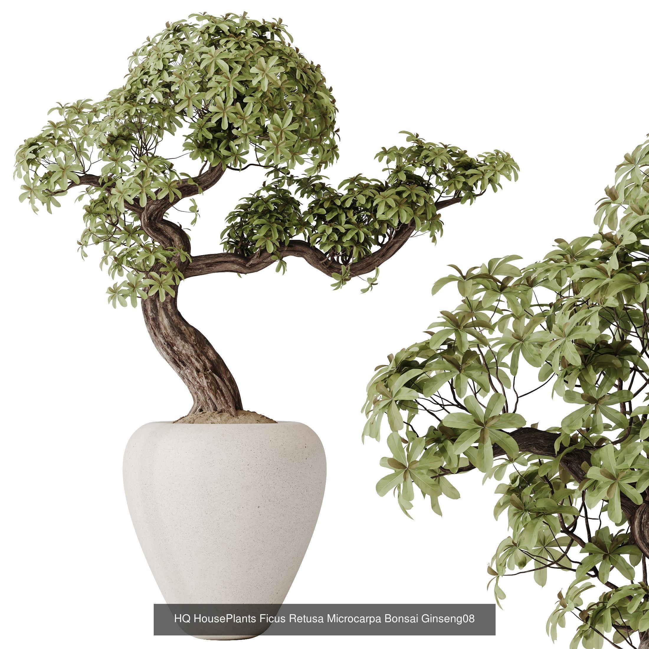 6 Different SETS of Plant Indoor SET VOL130 3D Model Collection_2