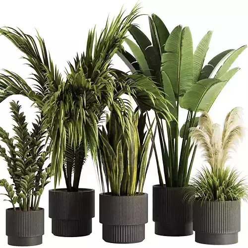 Indoor Plant Set54