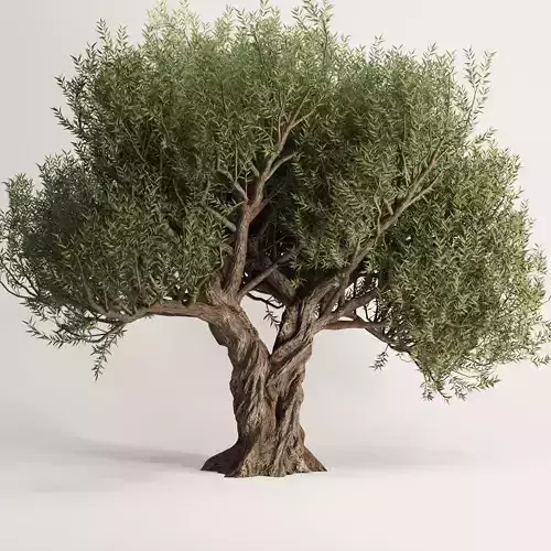 Olive Tree Set12 3D model