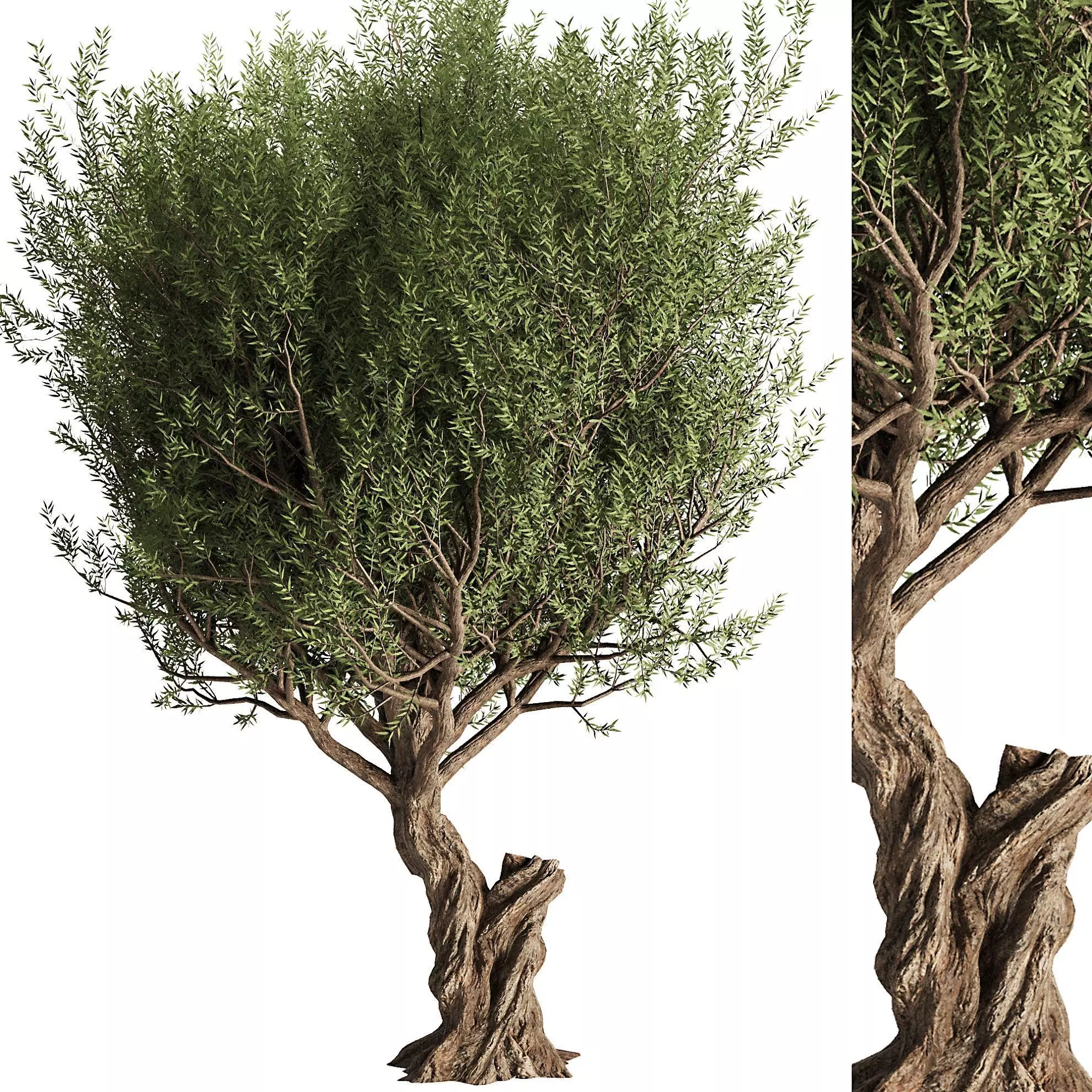 Olive Tree Set13 3D model_0