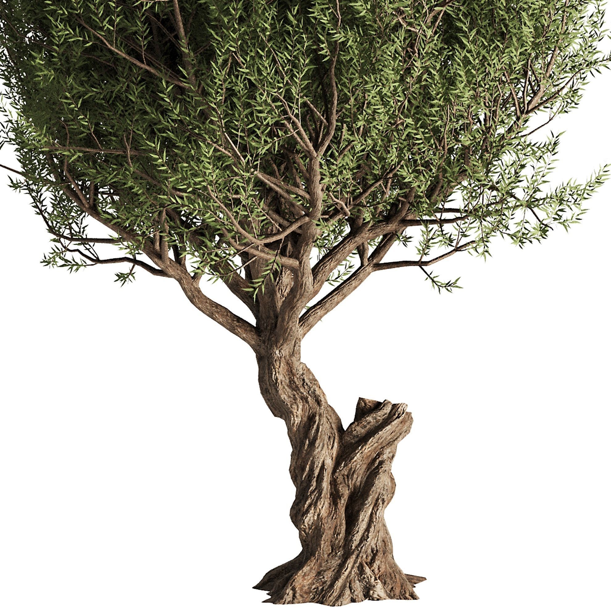 Olive Tree Set13 3D model_1