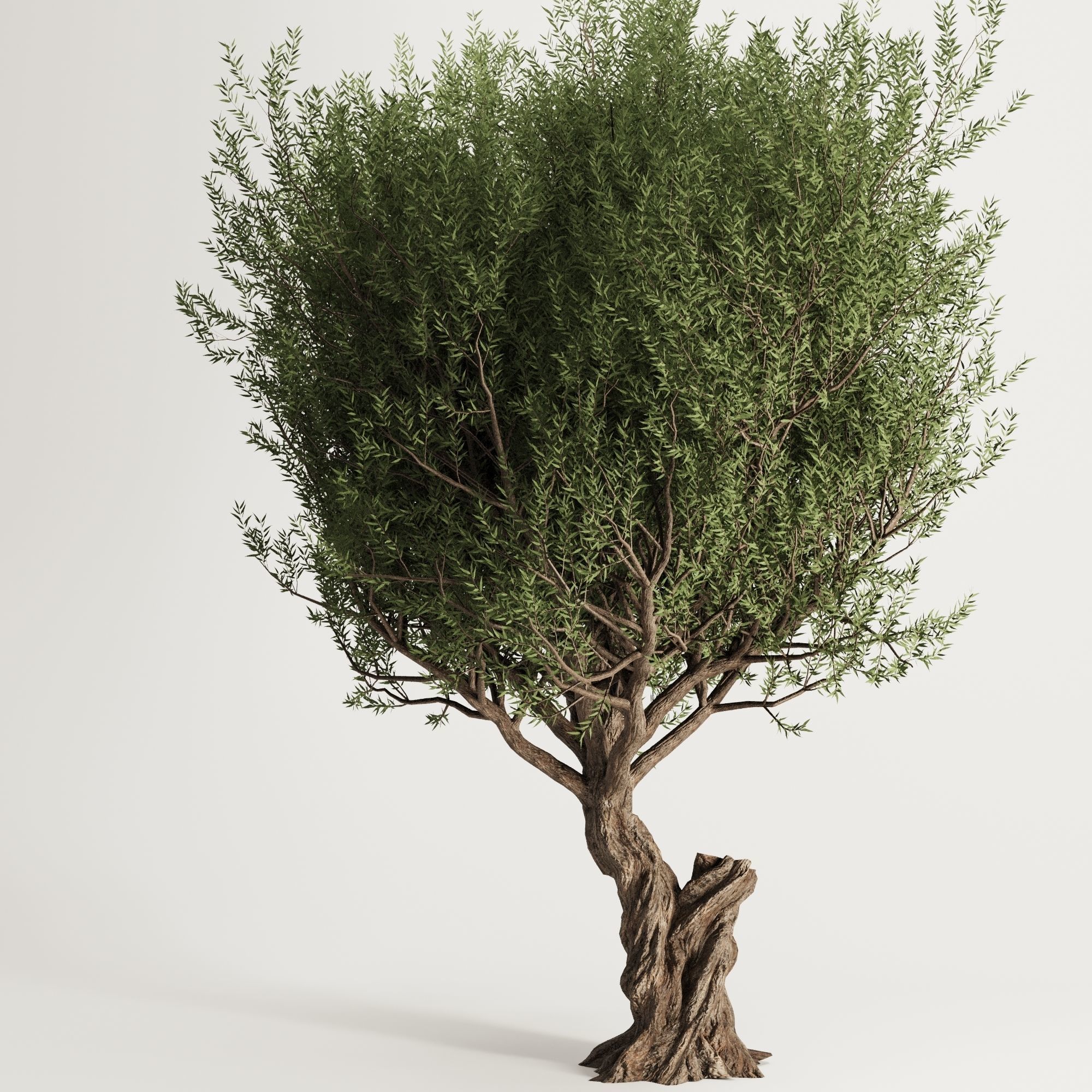 Olive Tree Set13 3D model_2