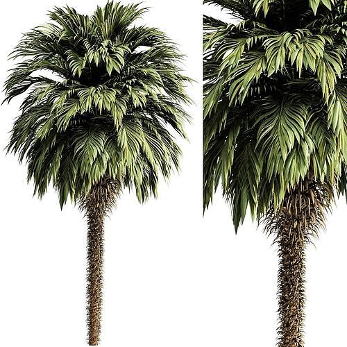 Palm tree5 3D model