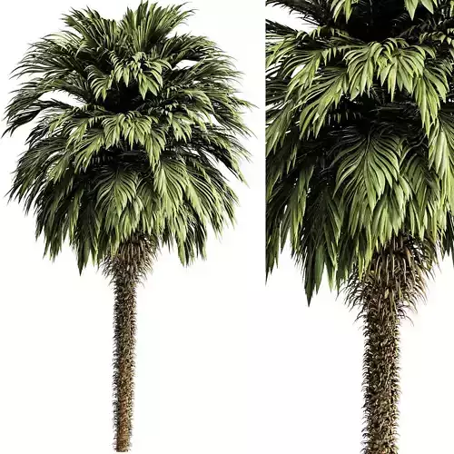 Palm tree5