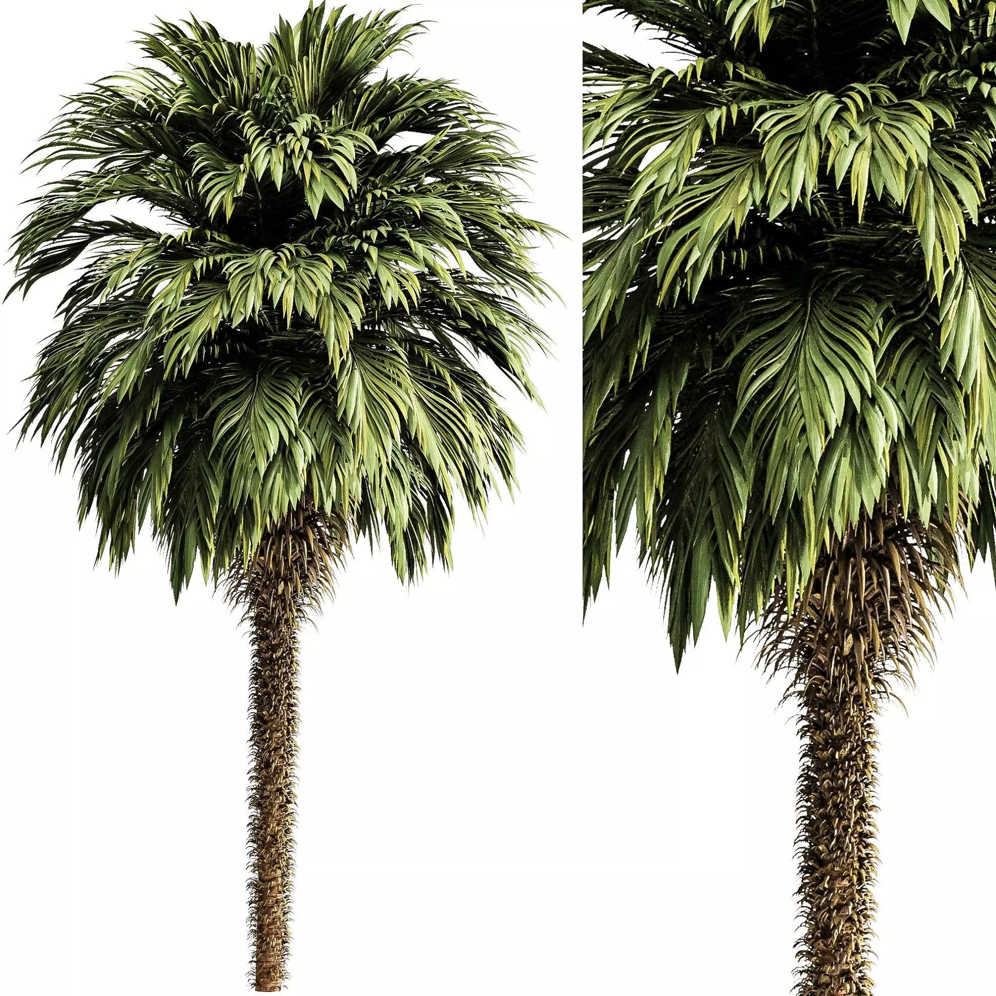 Palm tree5 3D model_0
