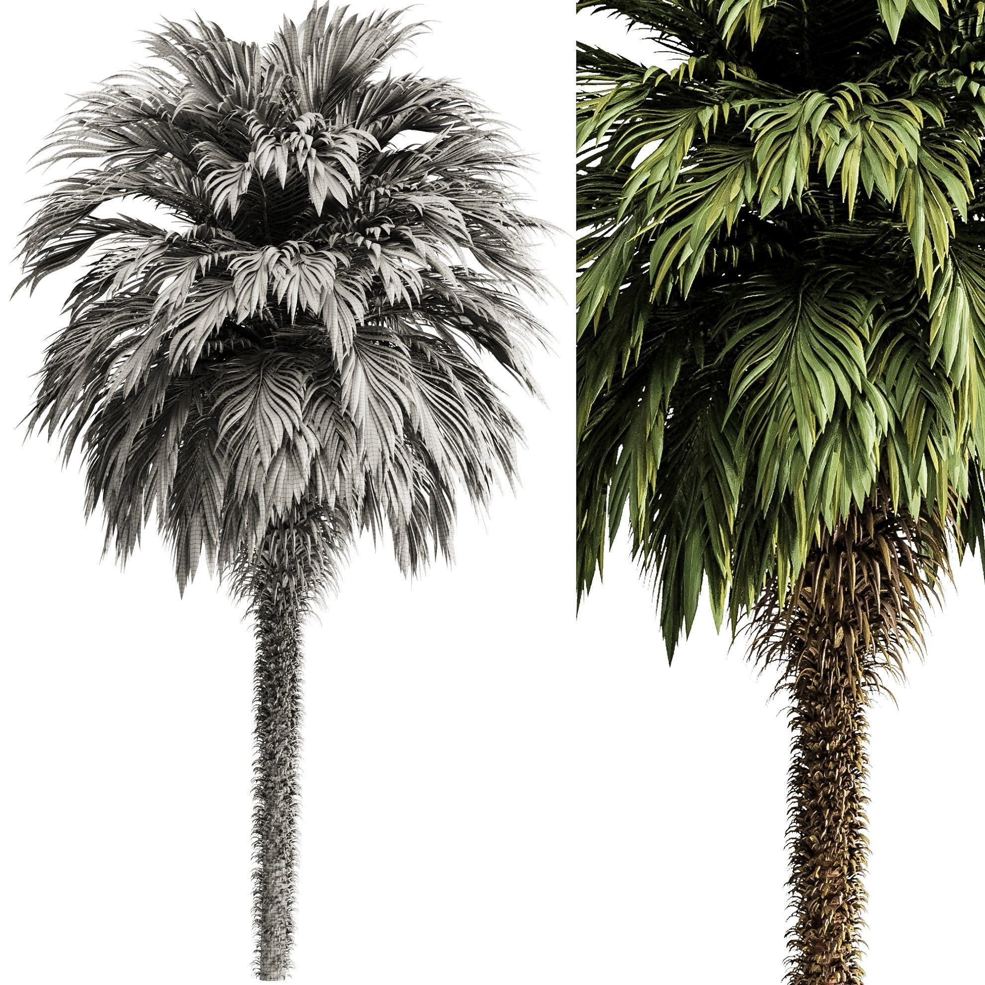 Palm tree5 3D model_4