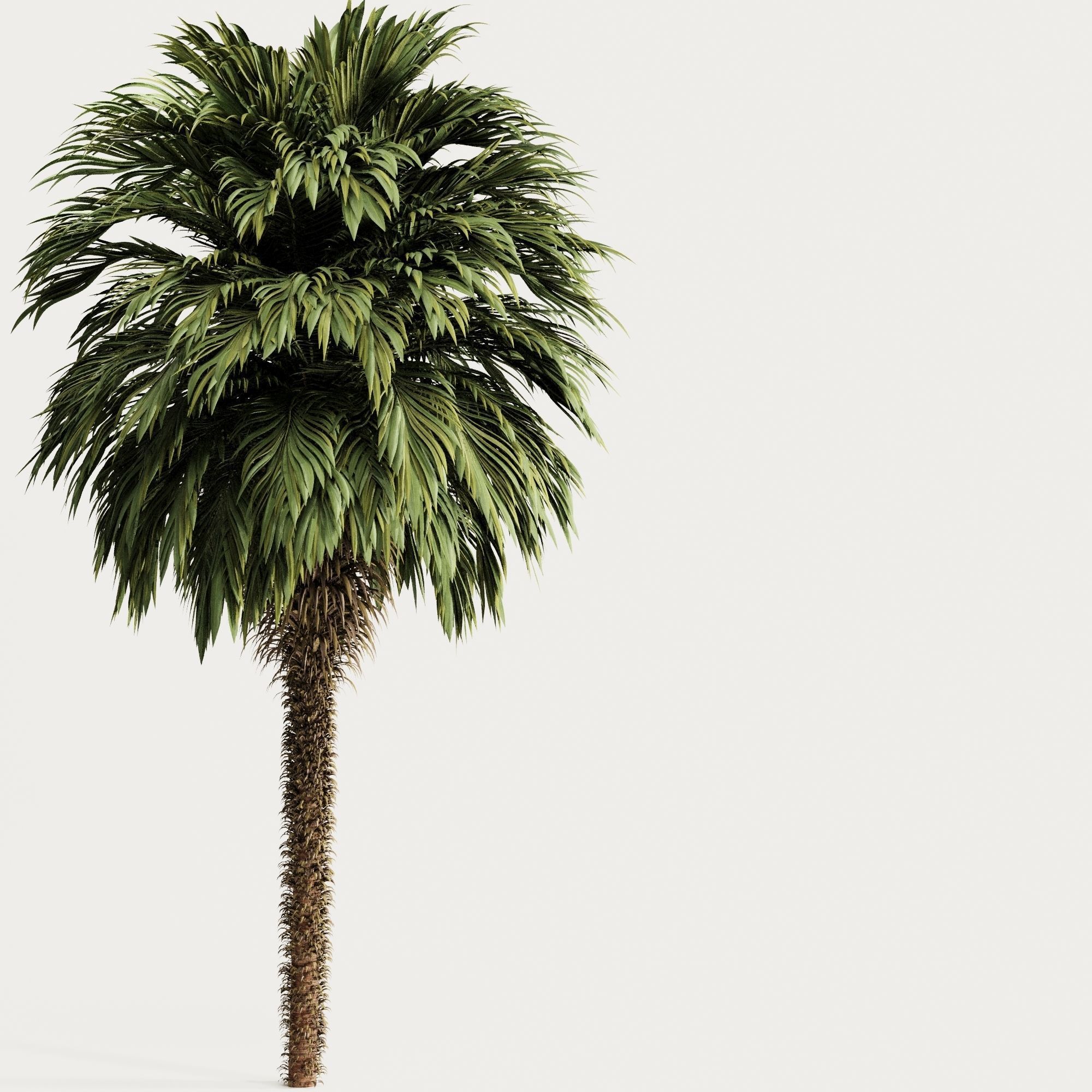 Palm tree5 3D model_1