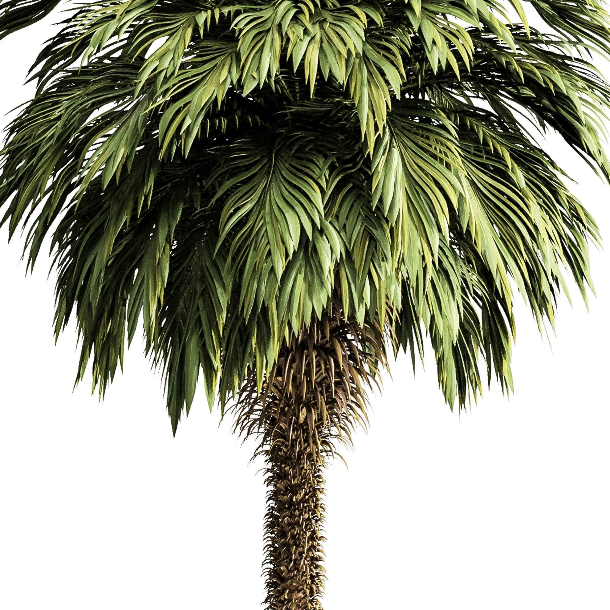 Palm tree5 3D model_3