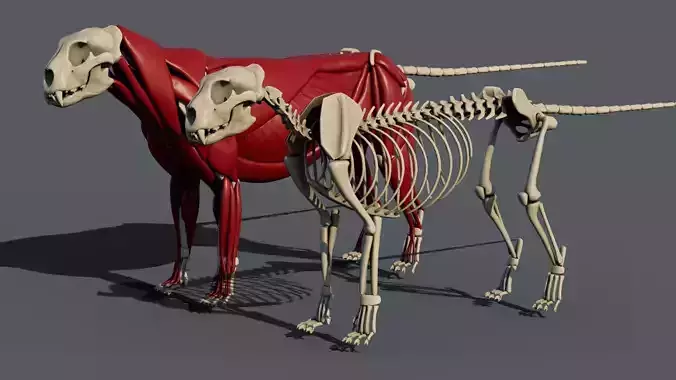 Leopard anatomy 3D model