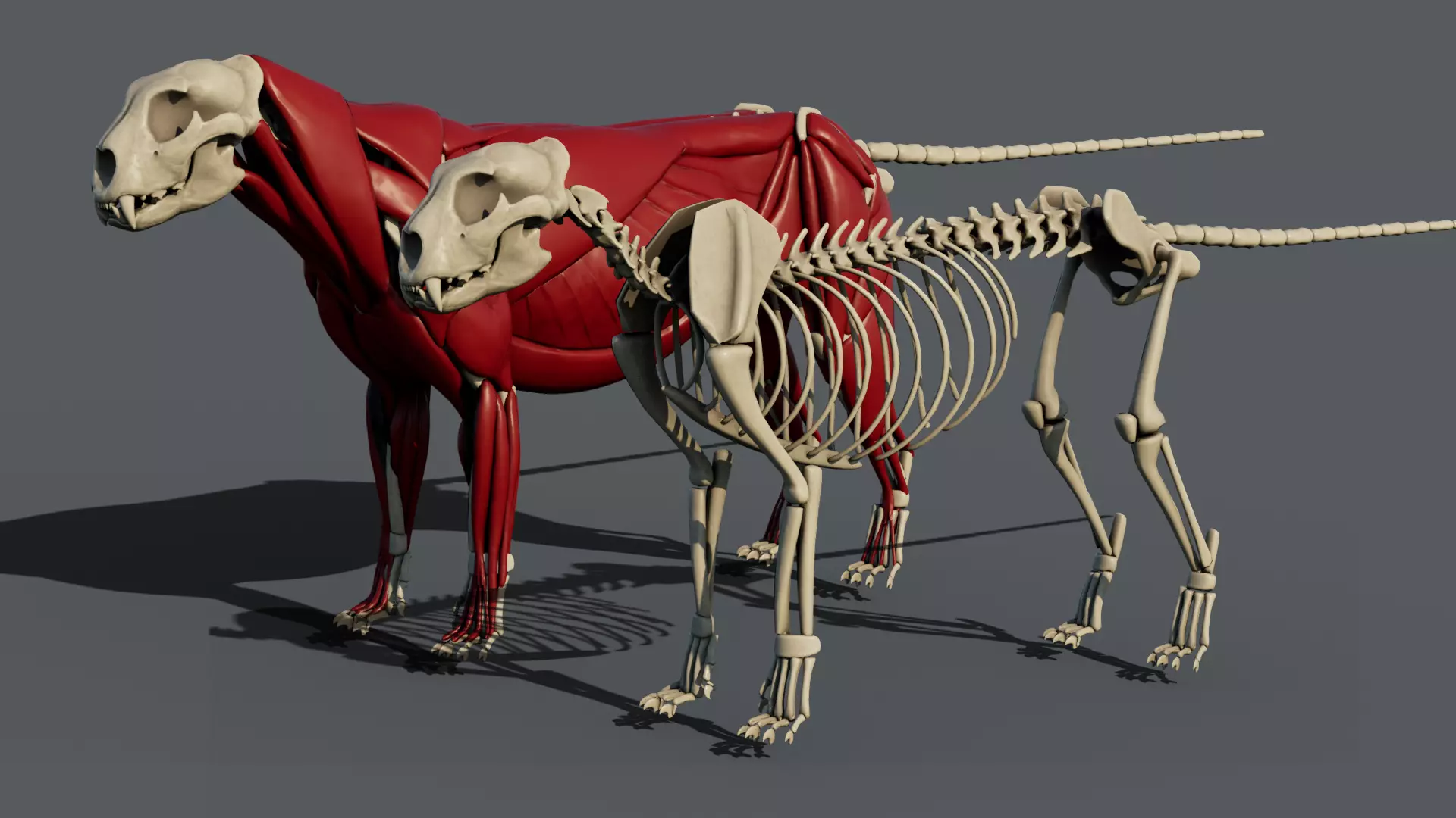 Leopard anatomy 3D model