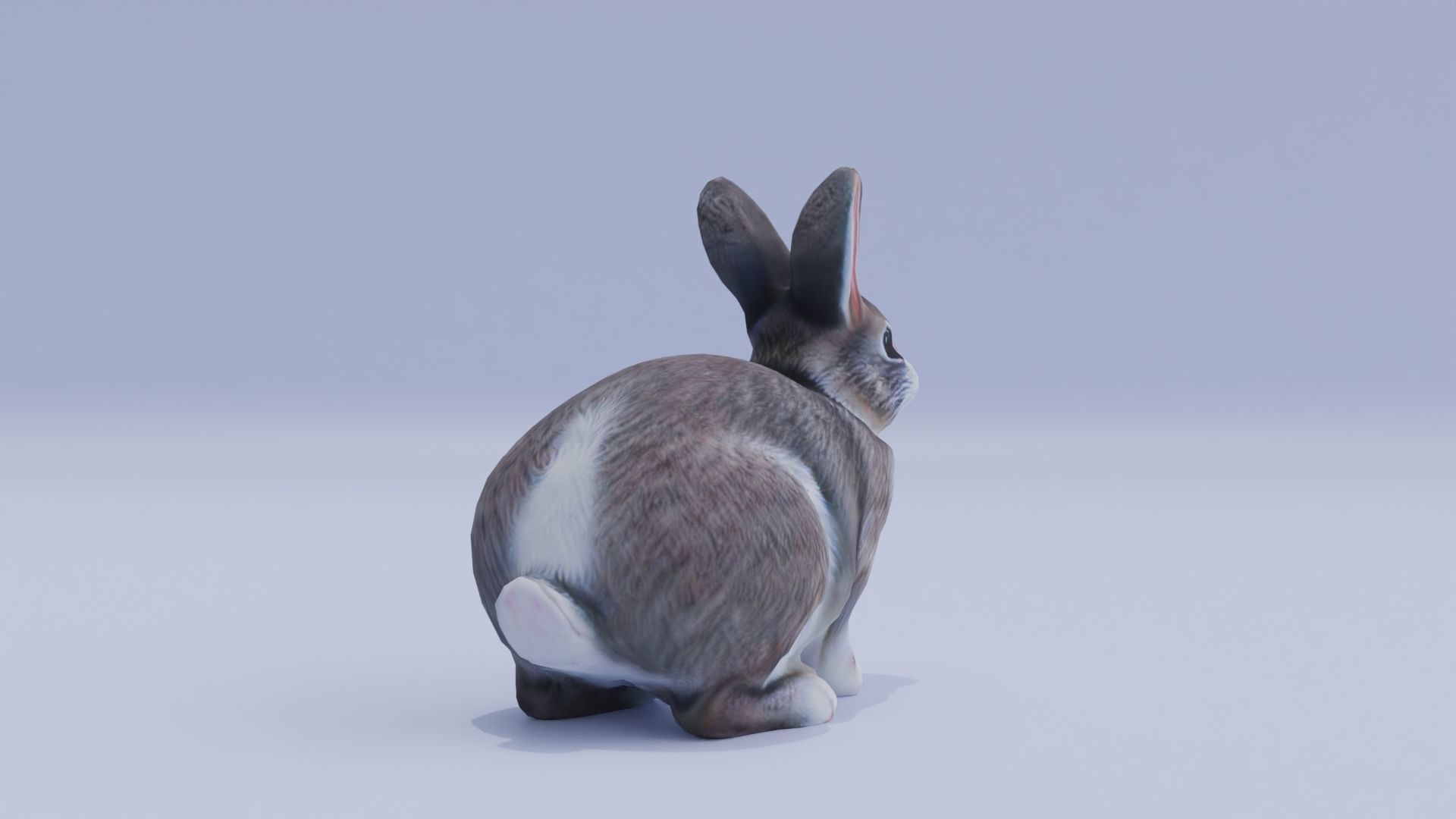 Realistic Bunny Rabbit Low-poly 3D model_7