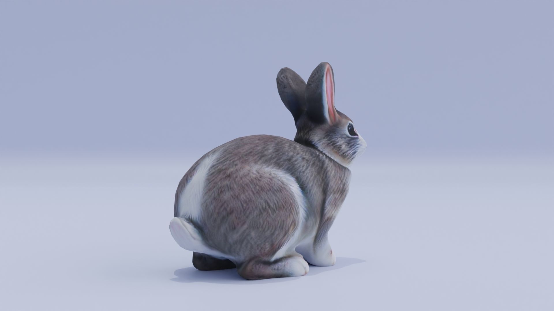 Realistic Bunny Rabbit Low-poly 3D model_8