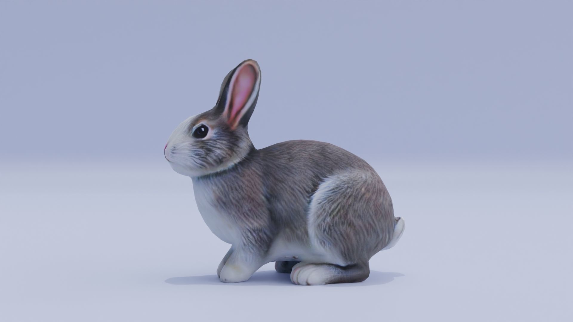 Realistic Bunny Rabbit Low-poly 3D model_3