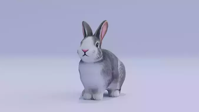 Realistic Bunny Rabbit Low-poly 3D model