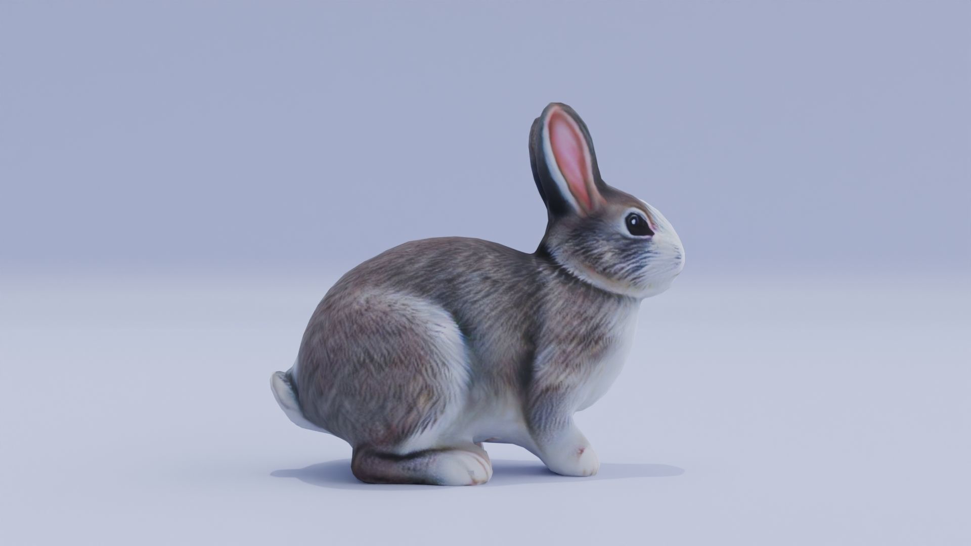 Realistic Bunny Rabbit Low-poly 3D model_9